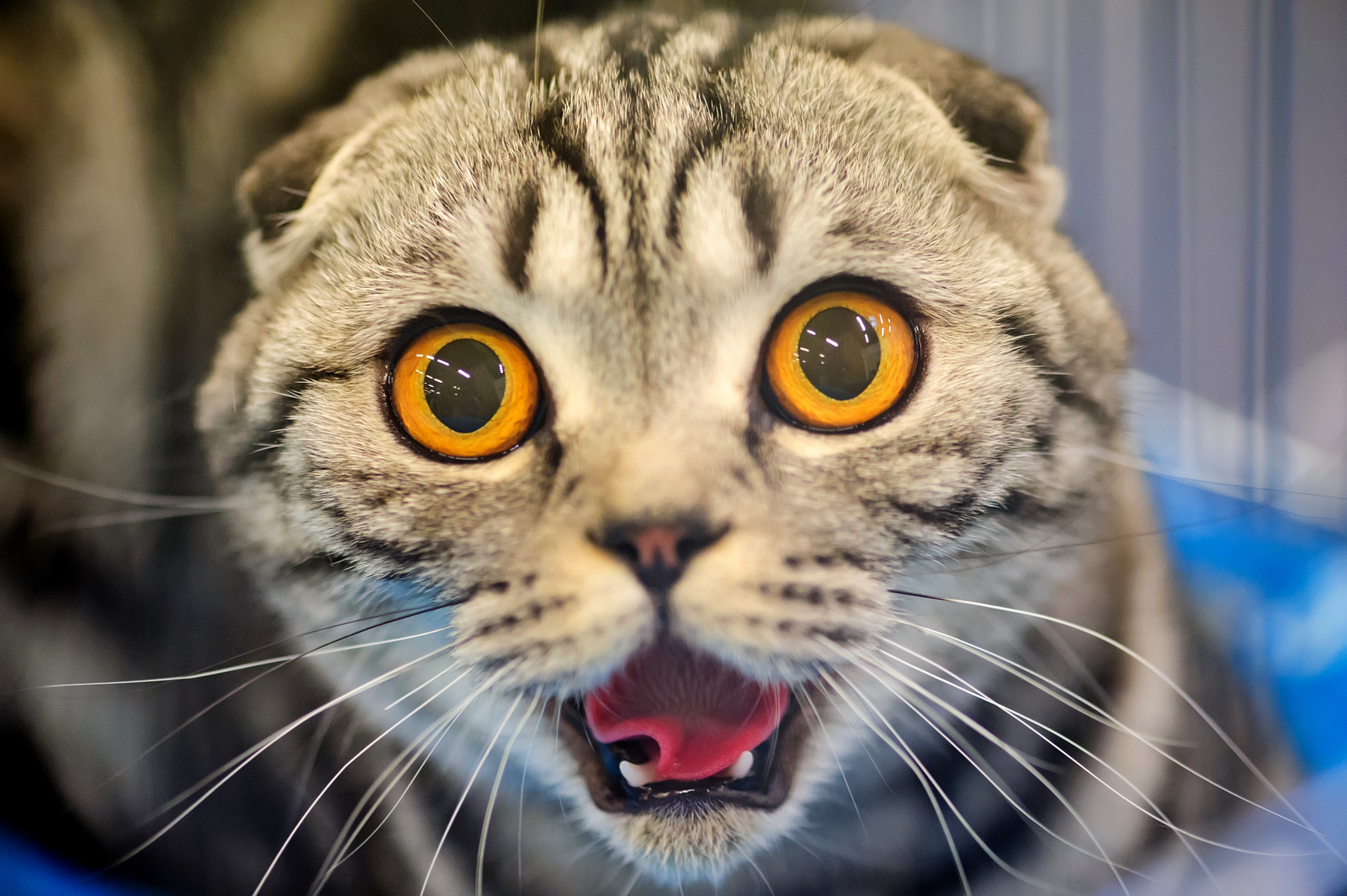 Картинки лиц животных. Шотландская вислоухая кошка удивлена. Удивленный кот. Испуганный кот. Морда кошки.