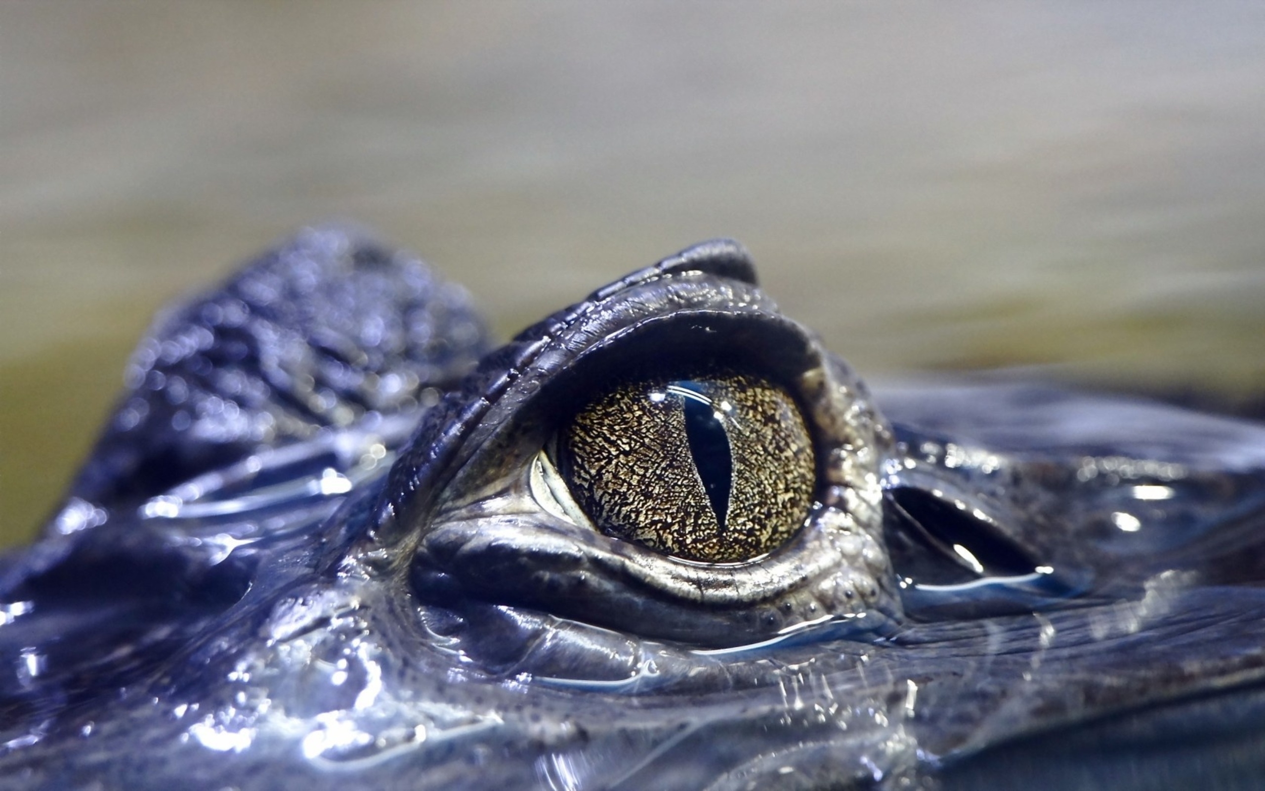 Обои глаза, вода, крокодил, рептилия, глазок, пресмыкающееся, аллигатор, eyes, water, crocodile, reptile, eye, alligator разрешение 2560x1600 Загрузить