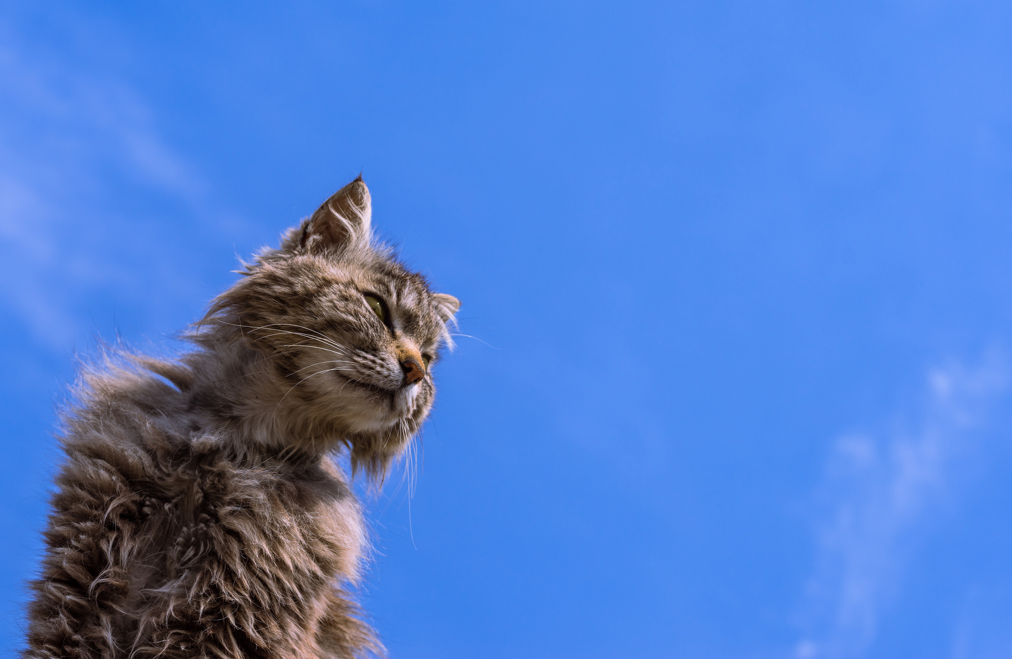 Desktop cat. Кот на фоне неба. Котенок на фоне неба. Рыжий кот на фоне неба. Фон кот.