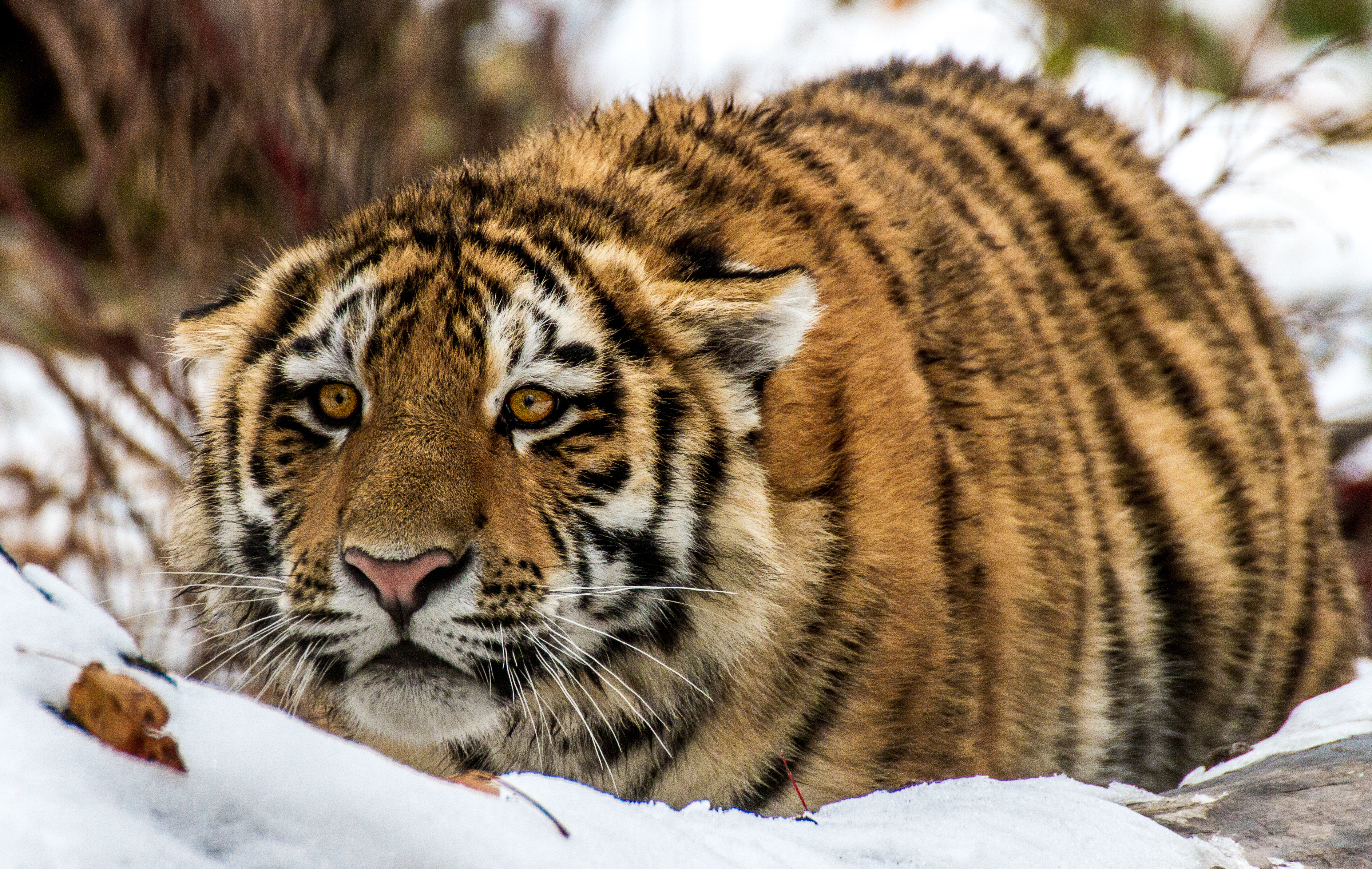 Обои тигр, снег, взгляд, tiger, snow, look разрешение 3770x2388 Загрузить