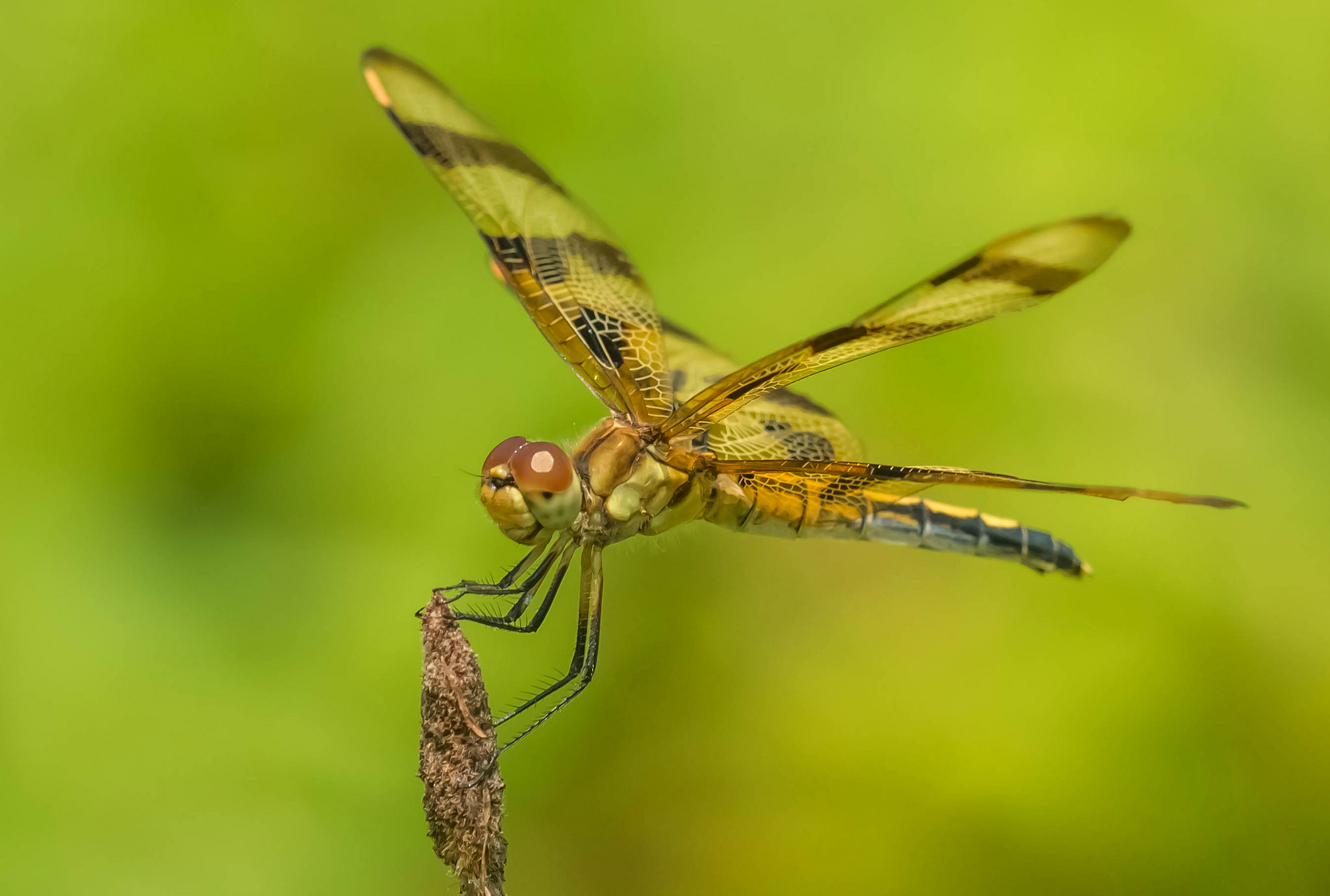 Обои природа, насекомое, крылья, стрекоза, nature, insect, wings, dragonfly разрешение 2048x1380 Загрузить