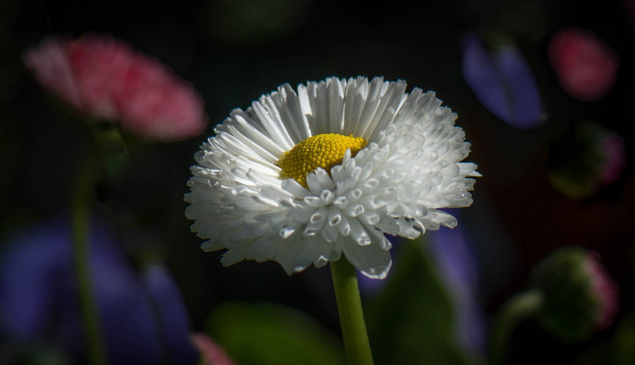 Обои парк, лепестки, сад, луг, стебель, клумба, park, petals, garden, meadow, stem, flowerbed разрешение 2048x1177 Загрузить