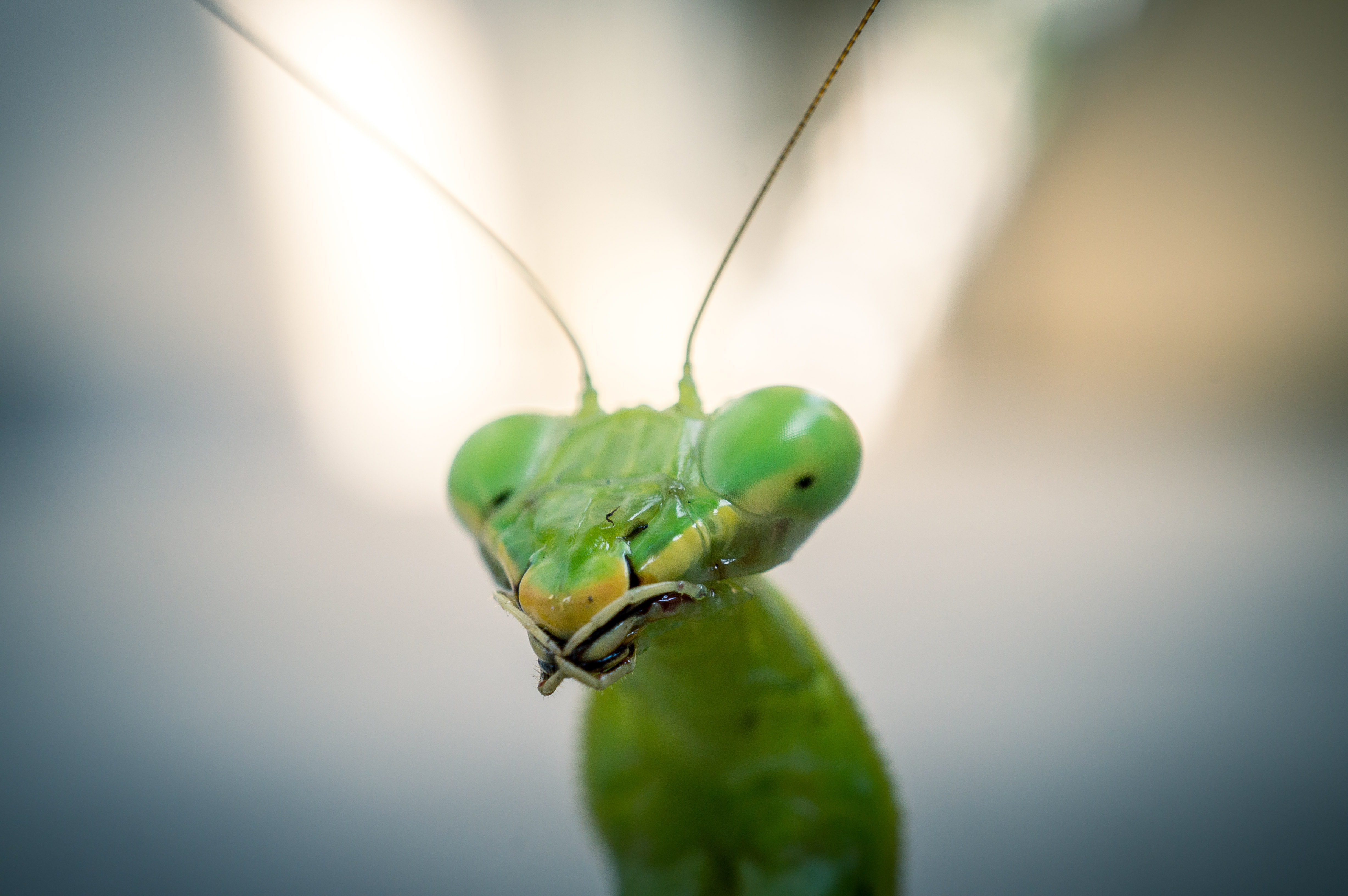 Обои зелёный, макро, насекомое, богомол, голова, green, macro, insect, mantis, head разрешение 4912x3264 Загрузить