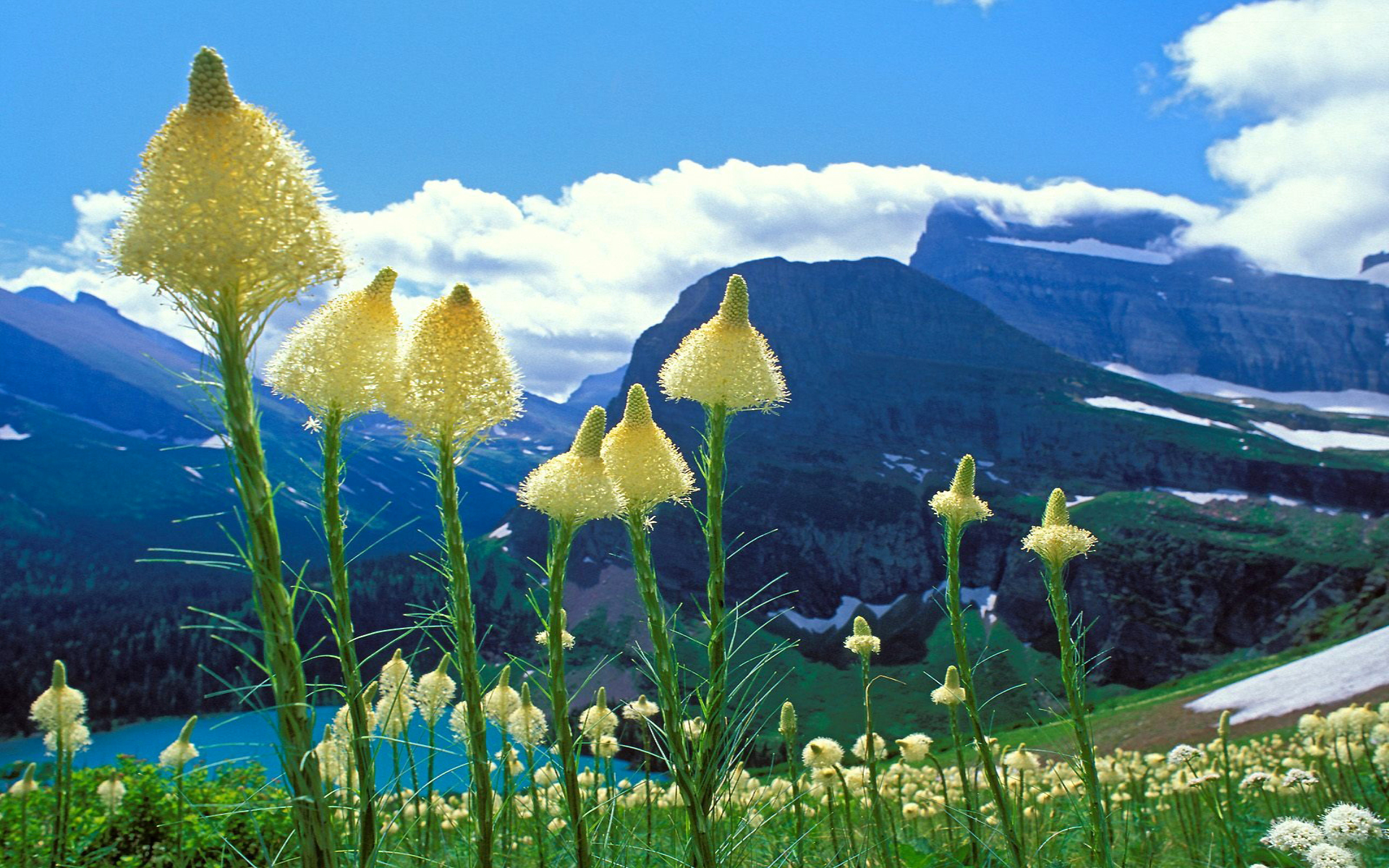 Формы природы. Национальный парк Глейшер растительность. Горы весной. Чудеса природы растения. Разнообразная природа.