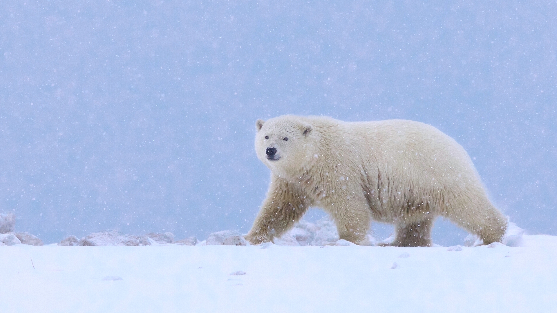 Обои снег, полярный медведь, медведь, белый медведь, аляска, snow, polar bear, bear, alaska разрешение 1920x1080 Загрузить