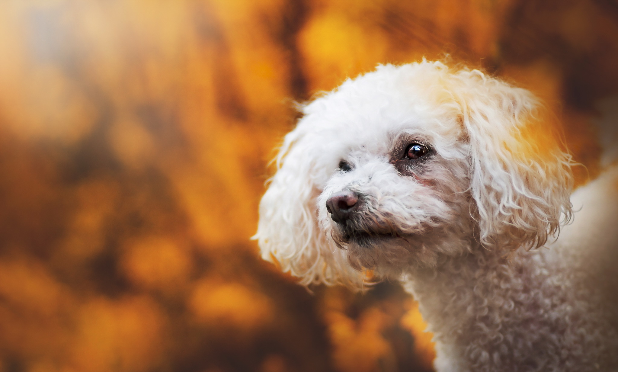 Обои взгляд, осень, белый, собака, друг, пудель, кудрявый, look, autumn, white, dog, each, poodle, curly разрешение 2047x1232 Загрузить