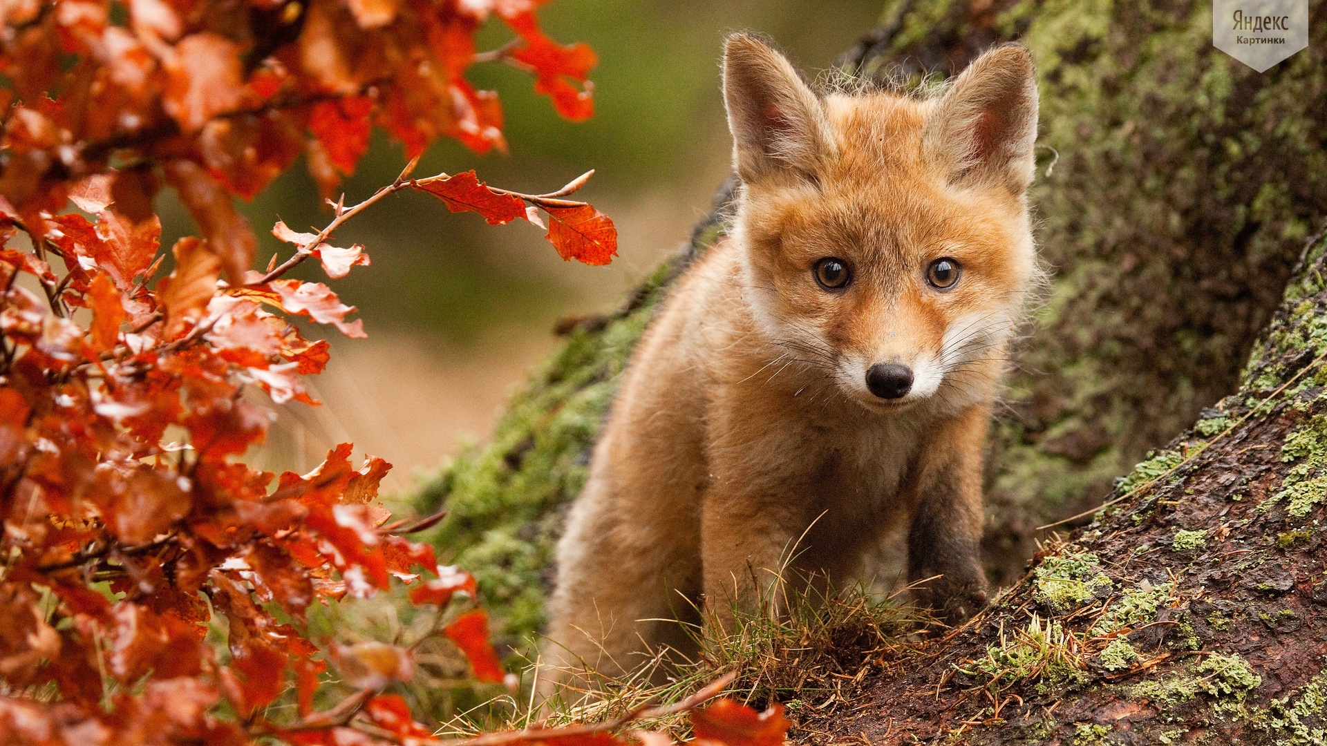 Обои взгляд, осень, куст, лис, лисенок, look, autumn, bush, fox разрешение 1920x1080 Загрузить