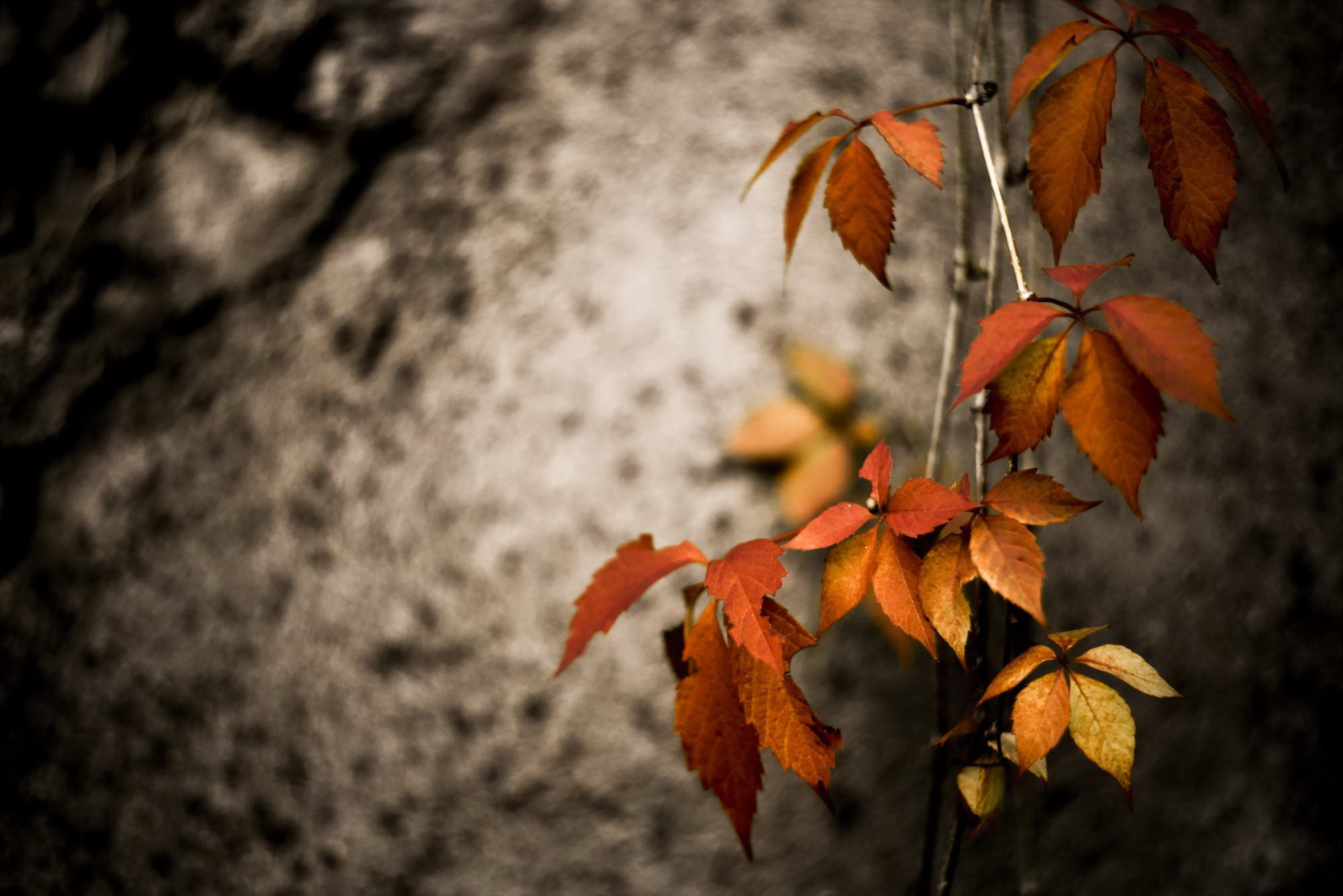 Обои природа, листья, осень, nature, leaves, autumn разрешение 2000x1335 Загрузить
