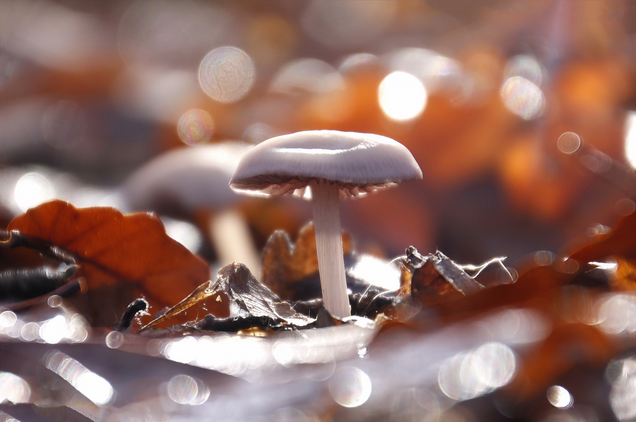 Обои природа, фон, грибы, nature, background, mushrooms разрешение 2048x1358 Загрузить