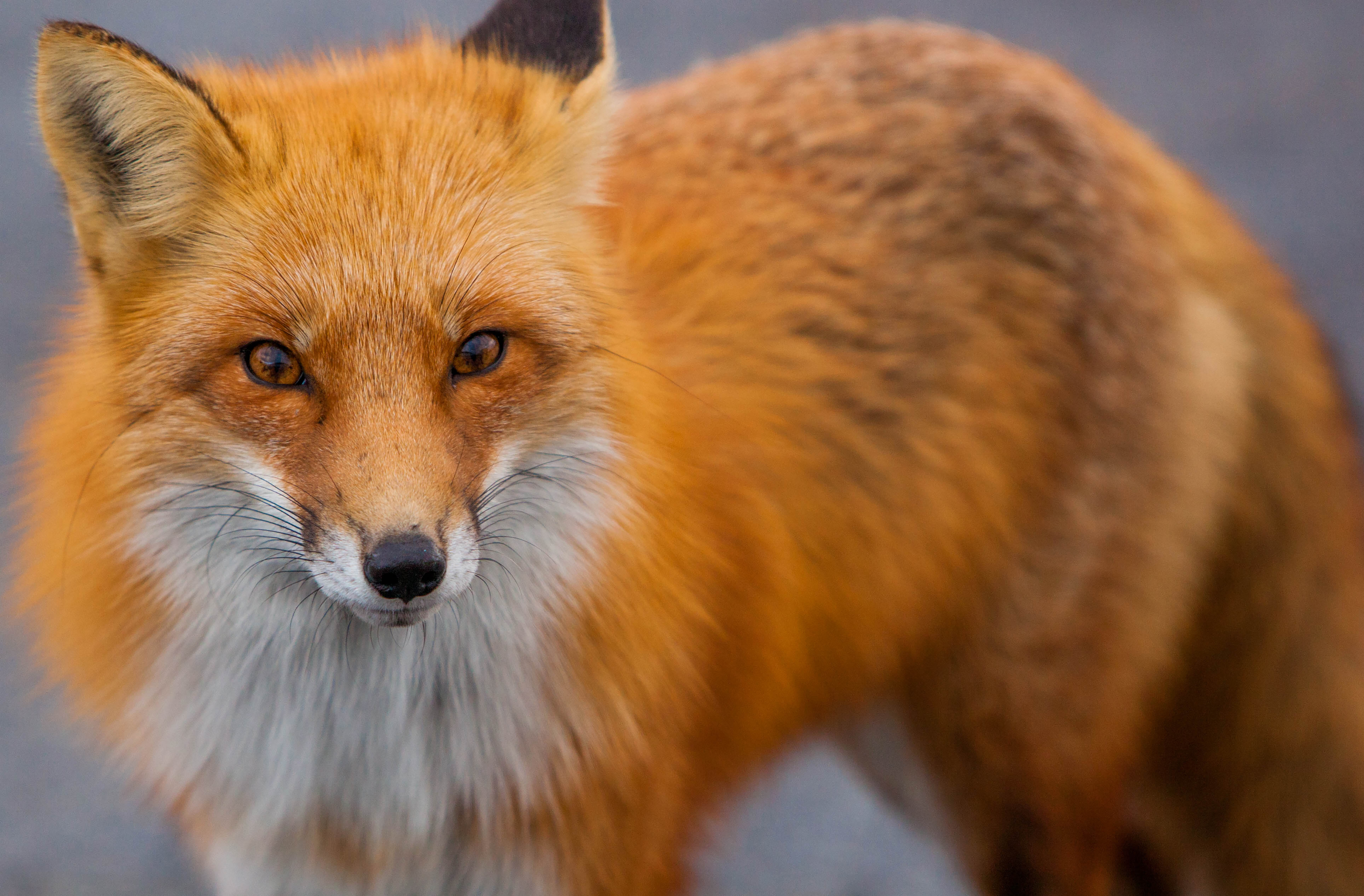 Обои рыжая, лиса, хищник, лисица, животное, red, fox, predator, animal разрешение 4819x3166 Загрузить