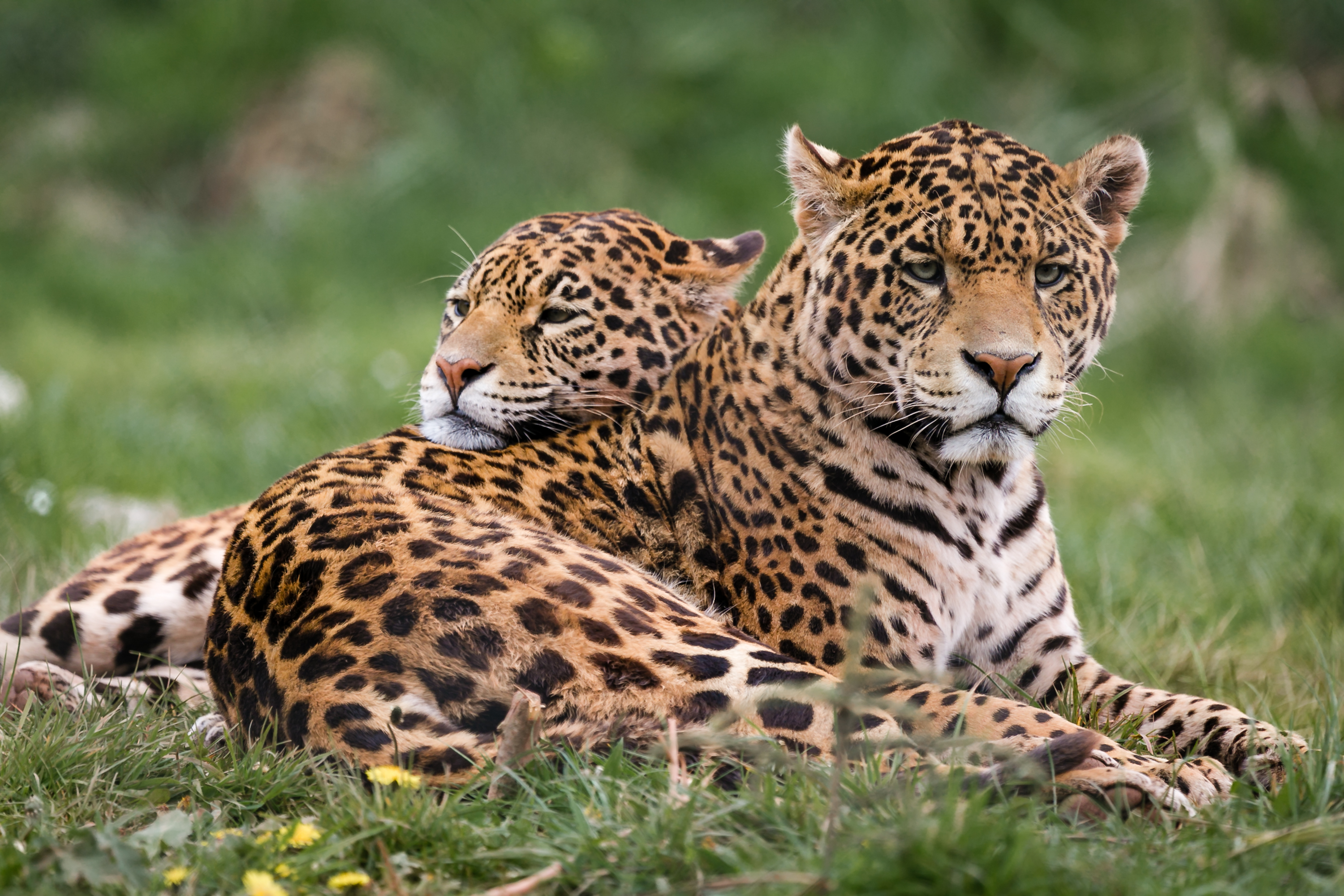 Обои хищник, животное, ягуа́р, ягуары, predator, animal, jaguar, jaguars разрешение 3000x2000 Загрузить