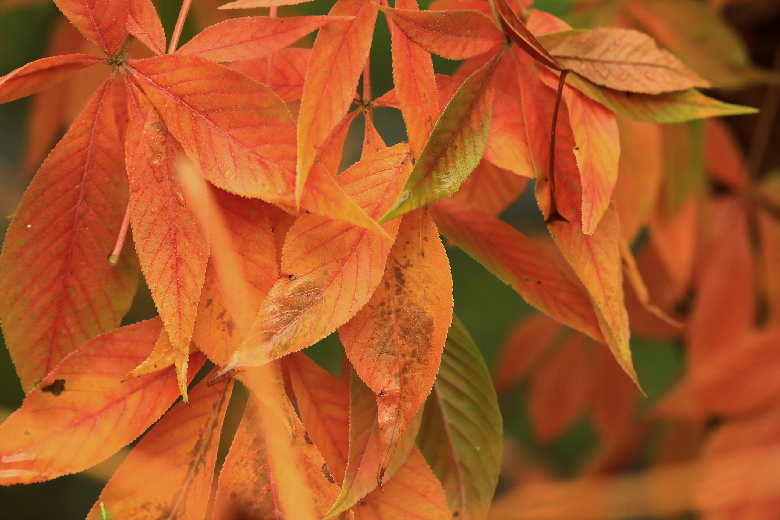 Обои природа, листья, осень, nature, leaves, autumn разрешение 2560x1707 Загрузить