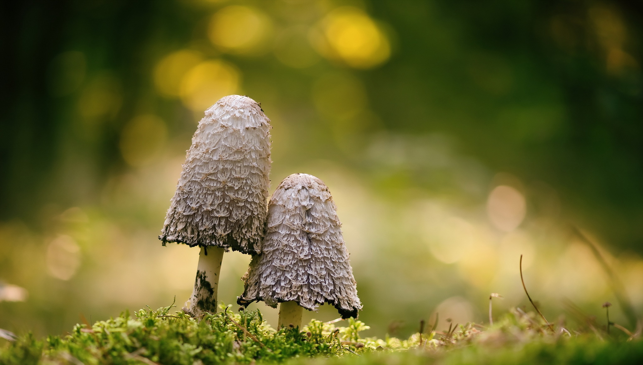 Обои природа, фон, грибы, nature, background, mushrooms разрешение 2047x1163 Загрузить