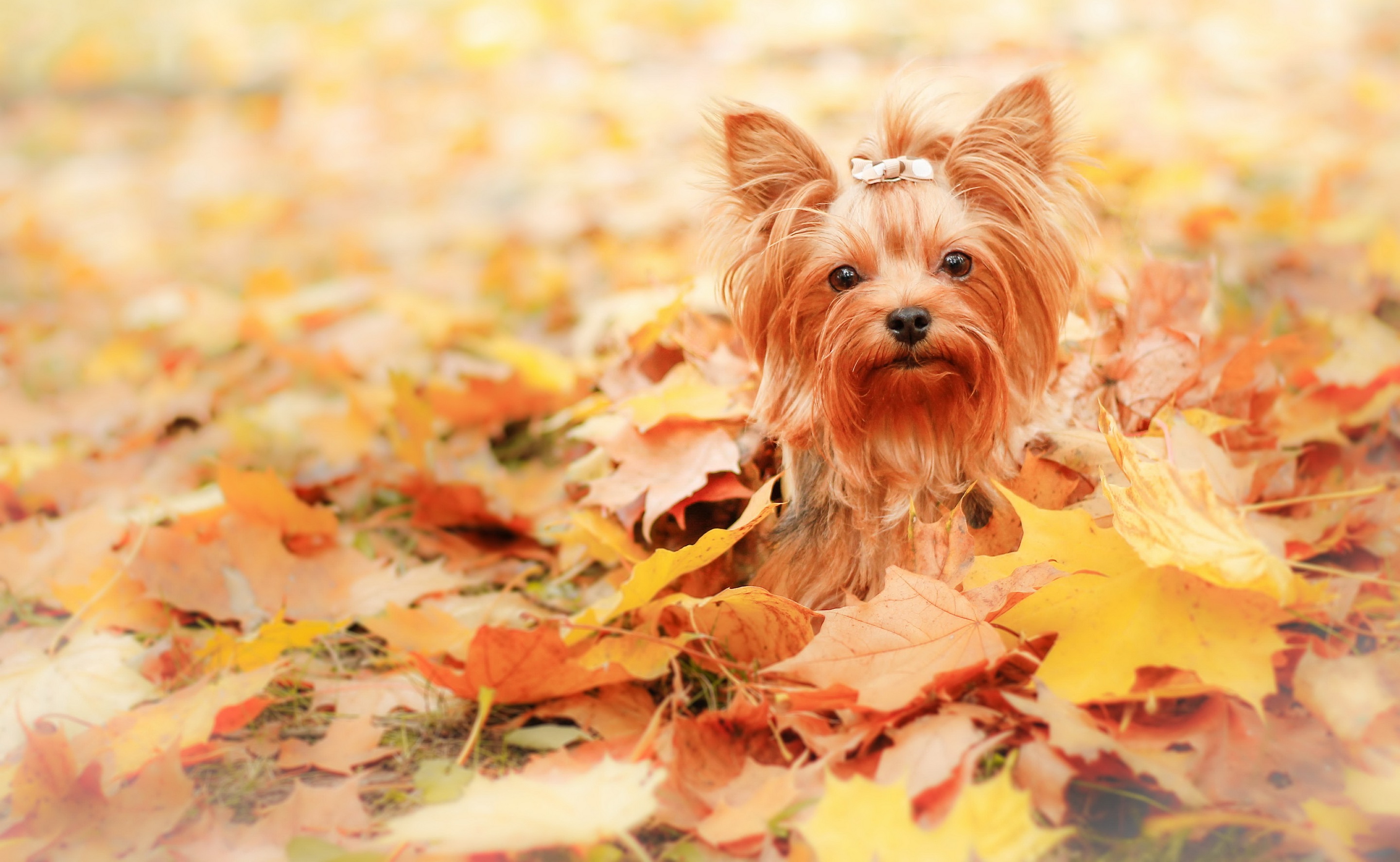 Обои листья, взгляд, осень, собака, друг, leaves, look, autumn, dog, each разрешение 2880x1774 Загрузить