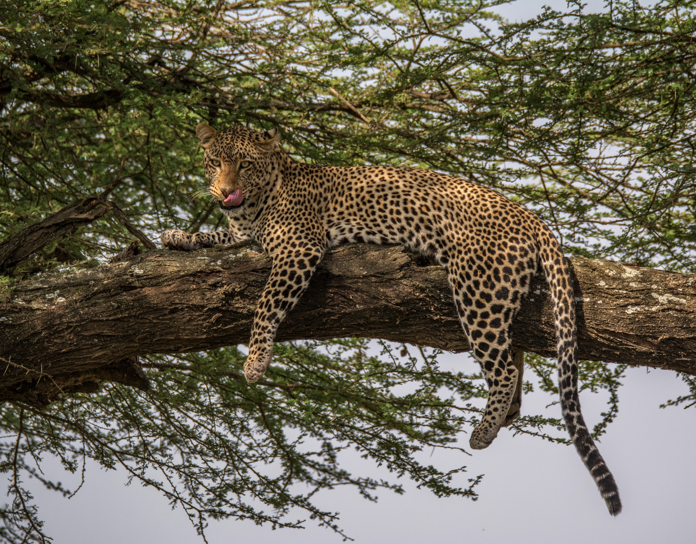 Обои леопард, хищник, дикая кошка, leopard, predator, wild cat разрешение 2880x2252 Загрузить