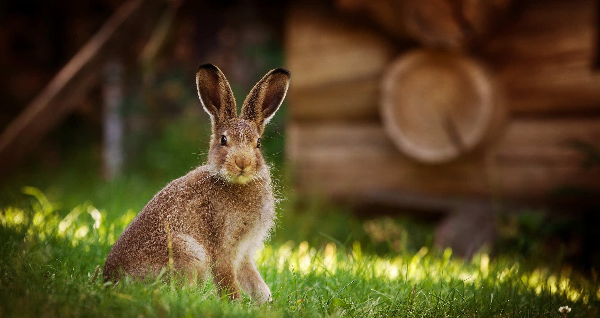 Обои трава, природа, фон, кролик, животное, заяц, grass, nature, background, rabbit, animal, hare разрешение 2047x1085 Загрузить