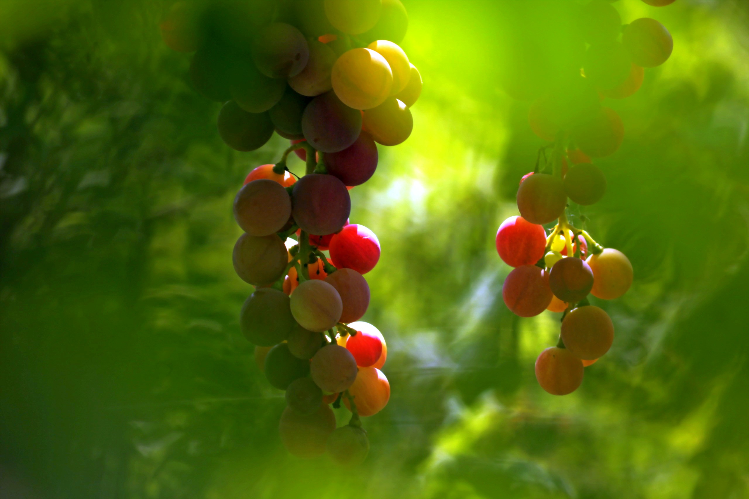 Обои макро, фон, виноград, macro, background, grapes разрешение 2560x1707 Загрузить
