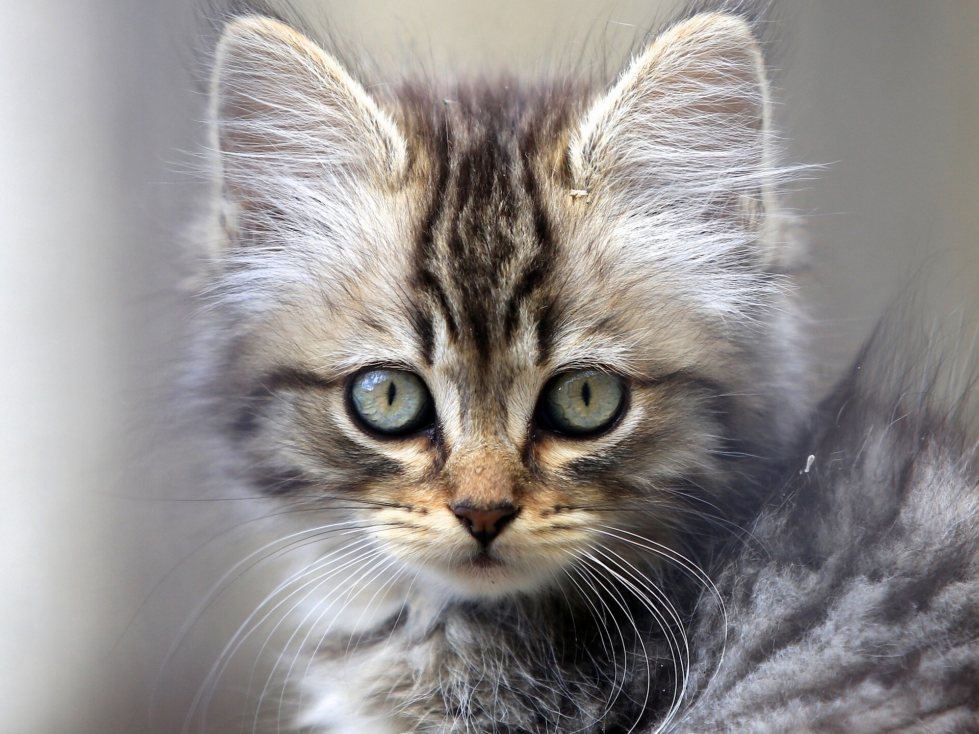 Обои фон, кошка, взгляд, котенок, background, cat, look, kitty разрешение 1920x1441 Загрузить