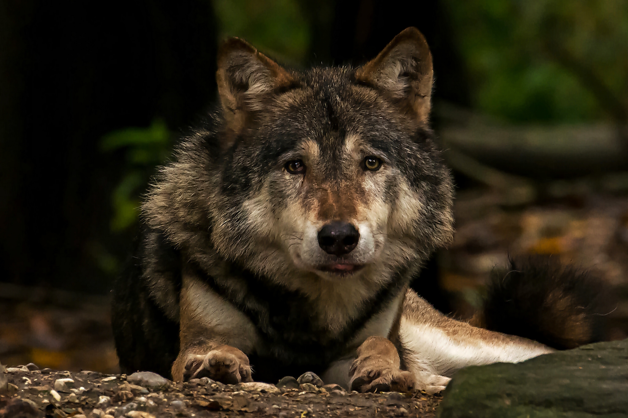 Обои морда, взгляд, хищник, волк, face, look, predator, wolf разрешение 2048x1364 Загрузить