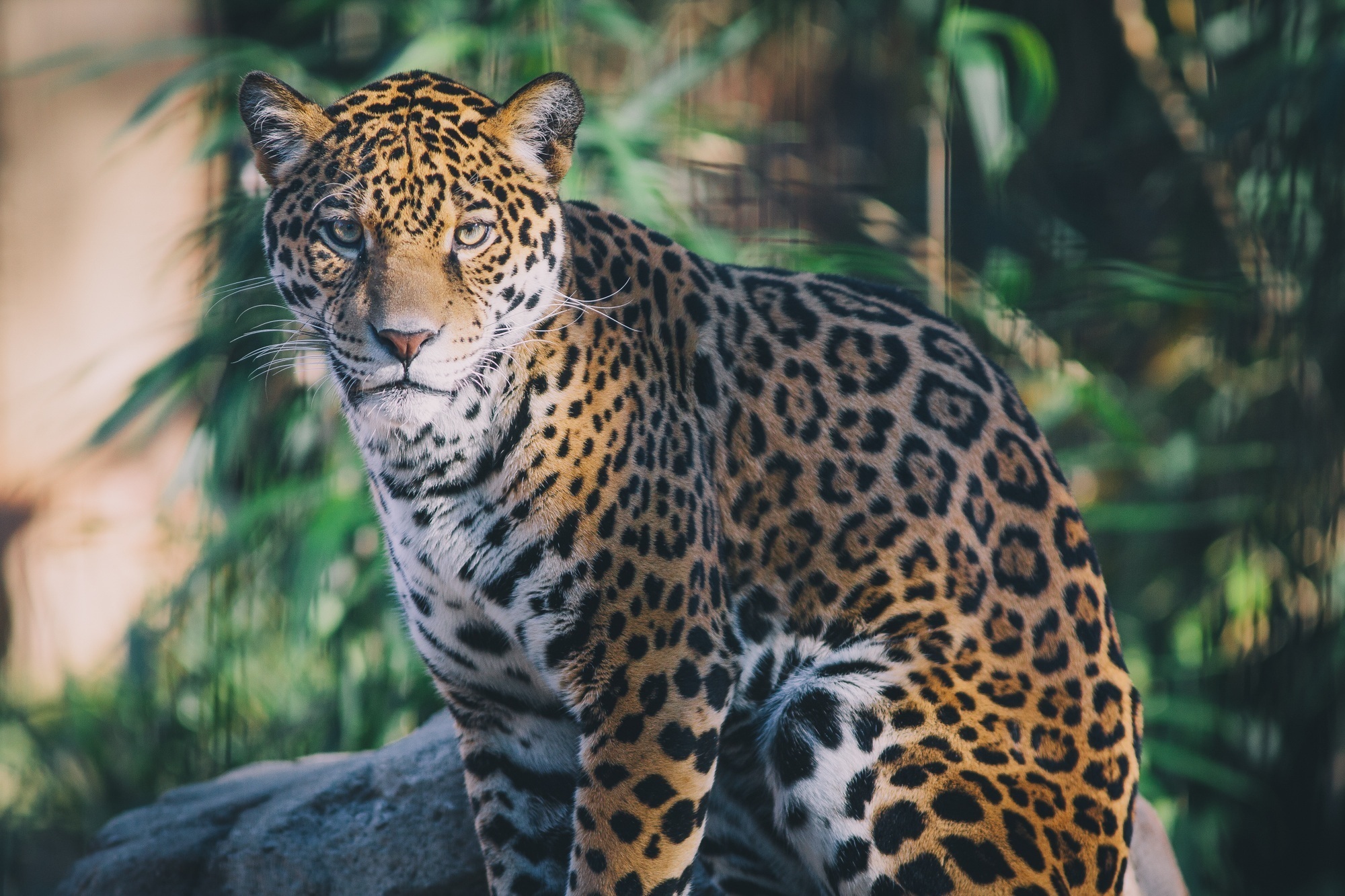 Обои морда, хищник, сидит, ягуар, дикая кошка, face, predator, sitting, jaguar, wild cat разрешение 2000x1333 Загрузить