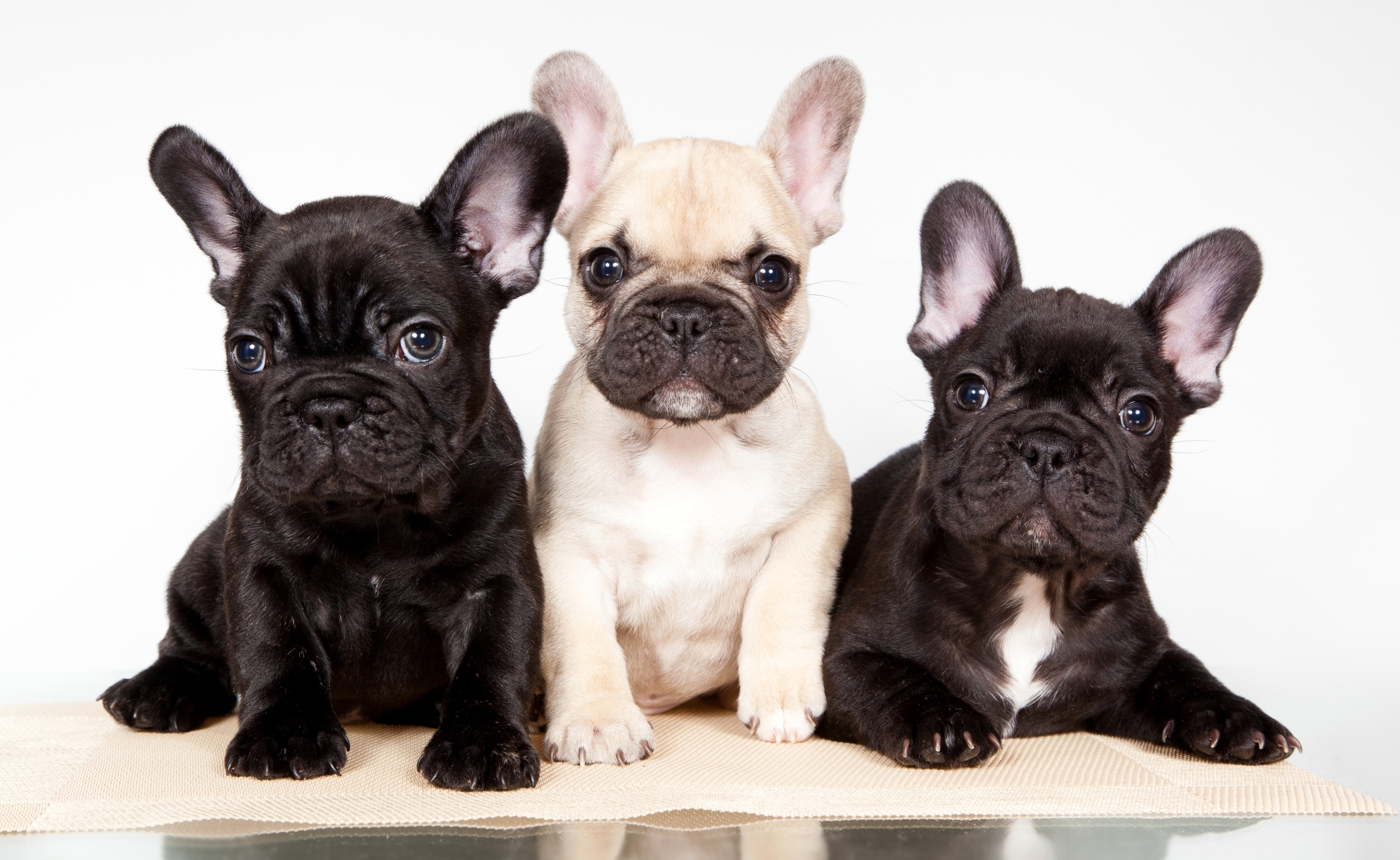 Обои щенки, собаки, трио, французский бульдог, puppies, dogs, trio, french bulldog разрешение 2400x1475 Загрузить