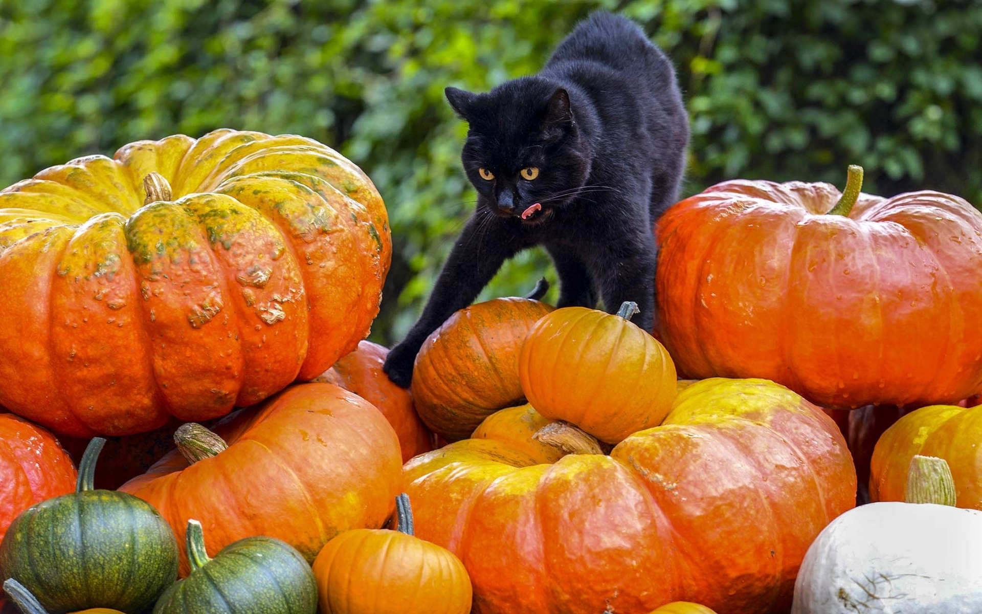 Обои фон, кот, черный, тыквы, background, cat, black, pumpkin разрешение 1920x1200 Загрузить