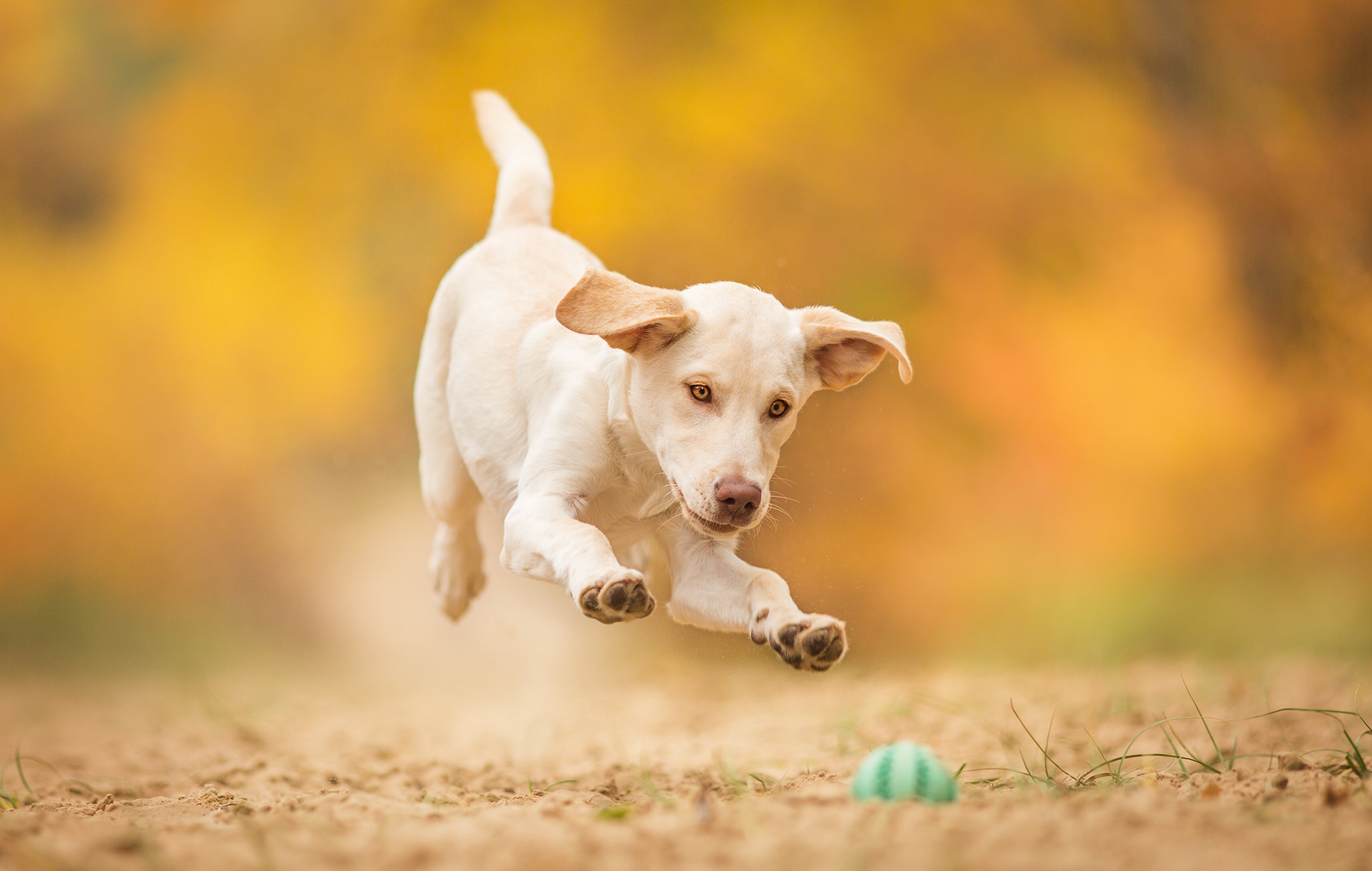 Dog is running. Джек Рассел. Собака в прыжке. Собака на природе. Собака бежит.