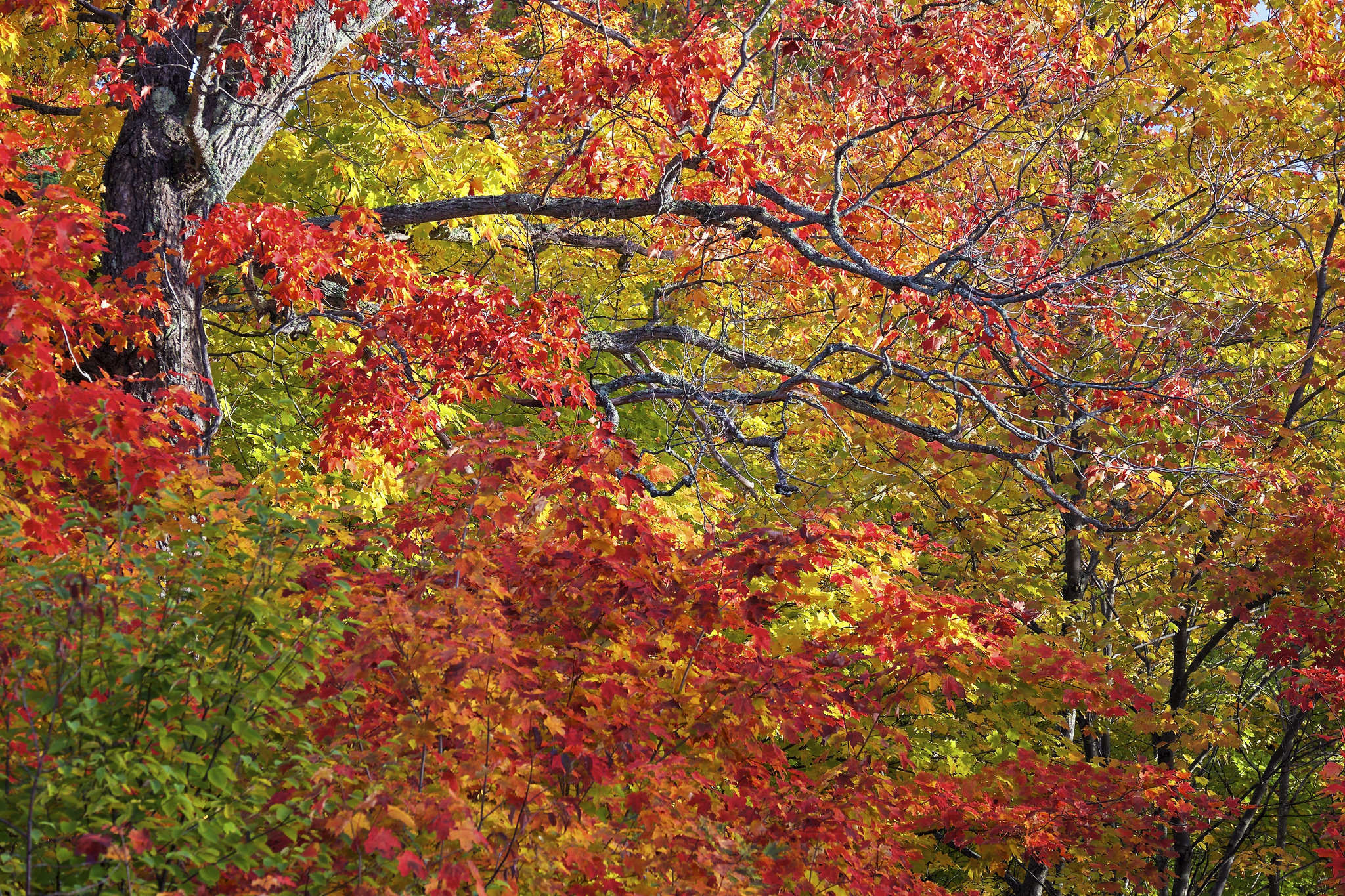 Обои деревья, листья, ветки, осень, trees, leaves, branches, autumn разрешение 2048x1365 Загрузить