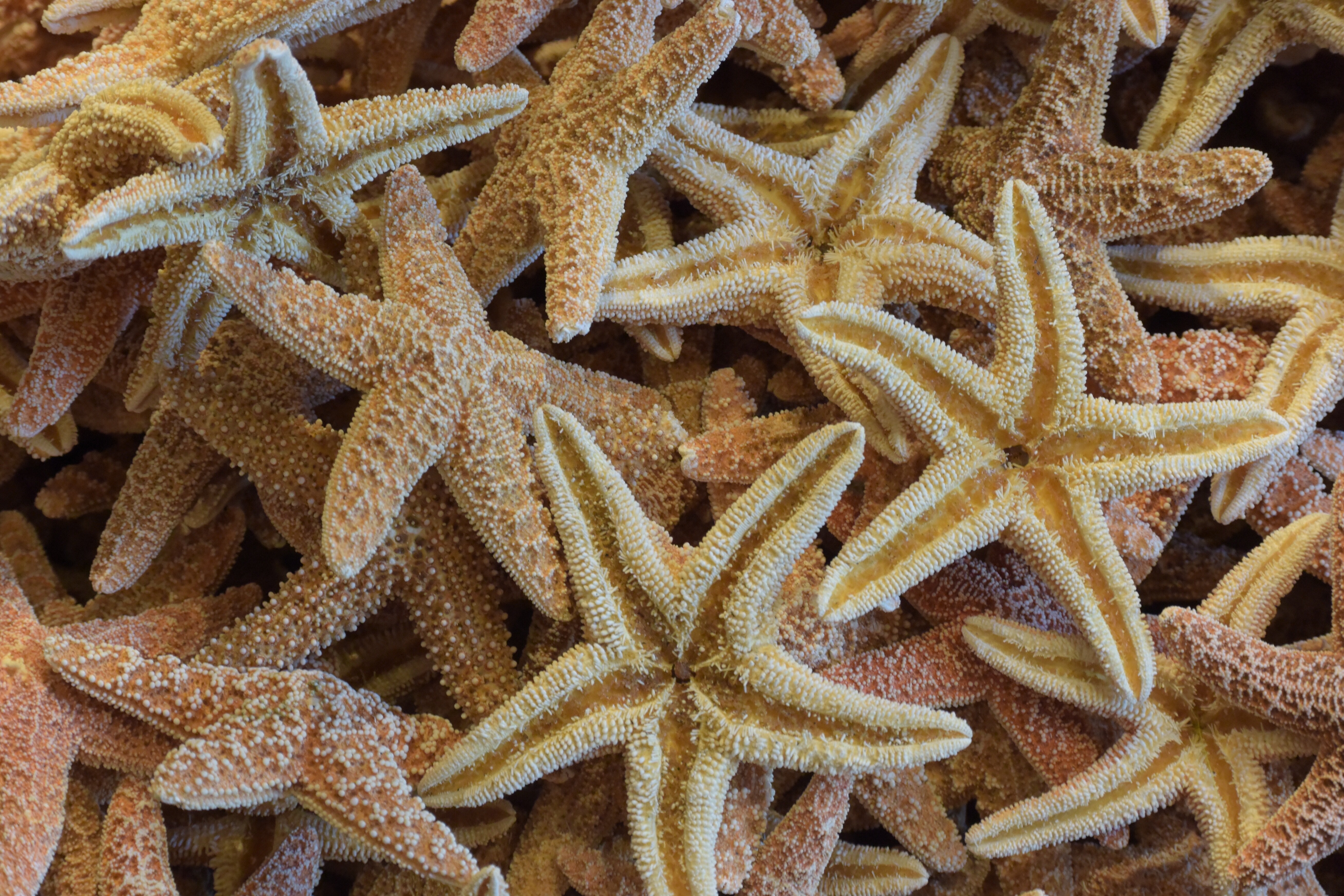 Обои текстура, морские звезды, texture, starfish разрешение 5232x3488 Загрузить