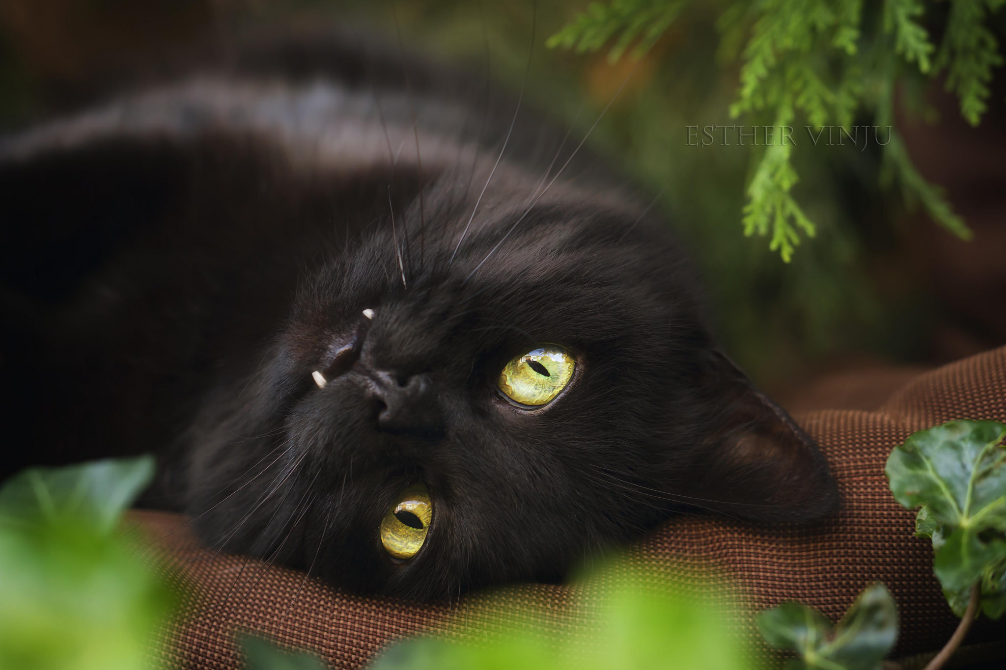 Обои кот, взгляд, черный, cat, look, black разрешение 2048x1365 Загрузить