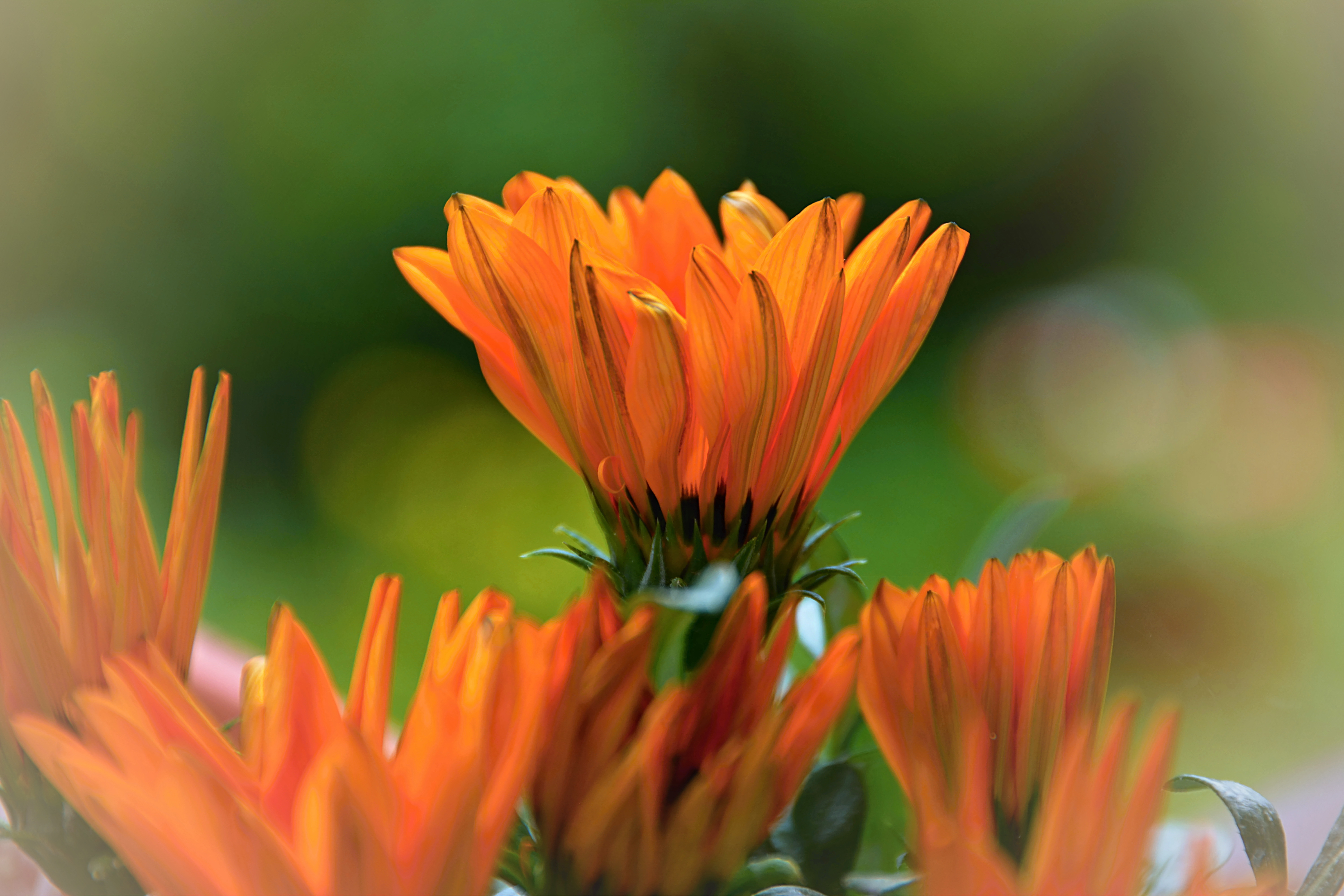 Обои цветы, оранжевая, яркая, календула, flowers, orange, bright, calendula разрешение 6000x4000 Загрузить