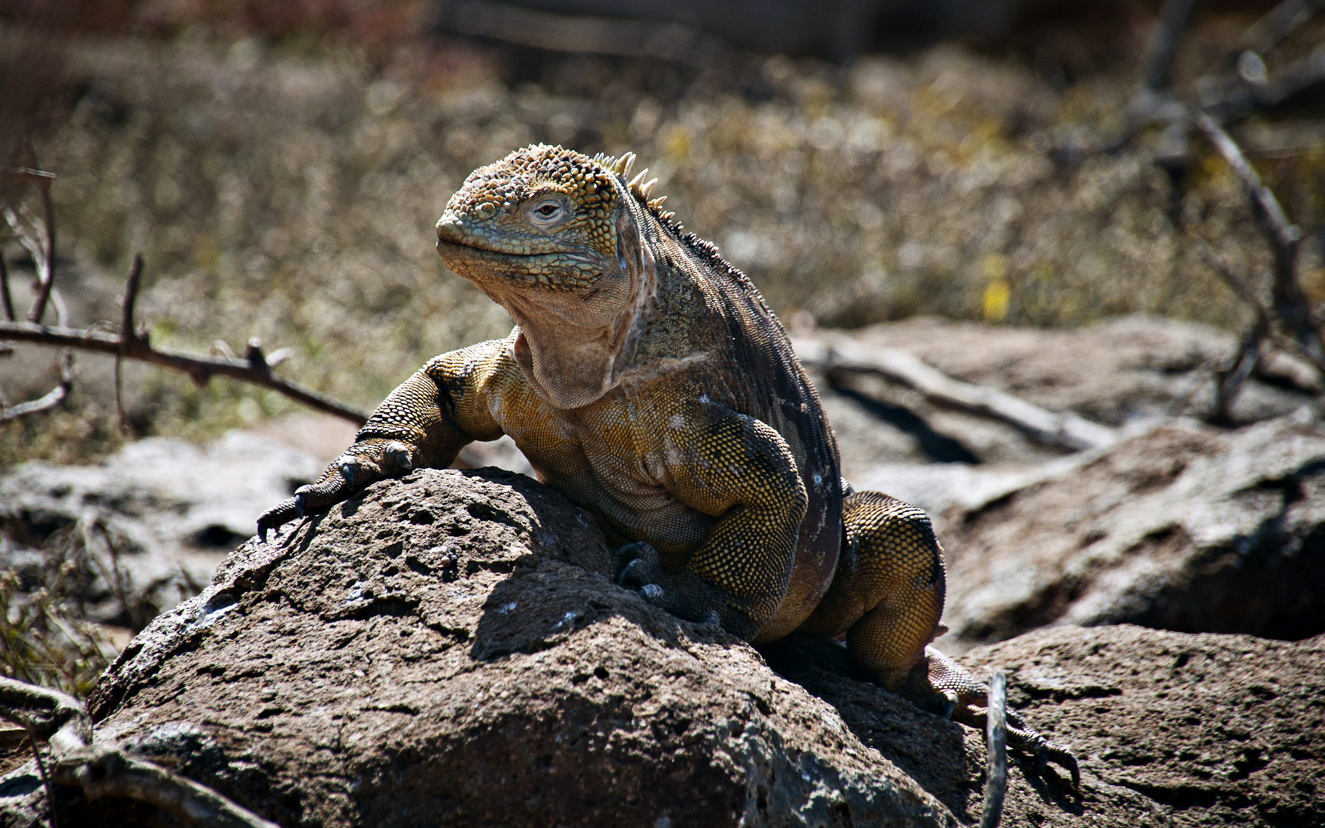 Обои природа, ящерица, игуана, nature, lizard, iguana разрешение 1920x1200 Загрузить