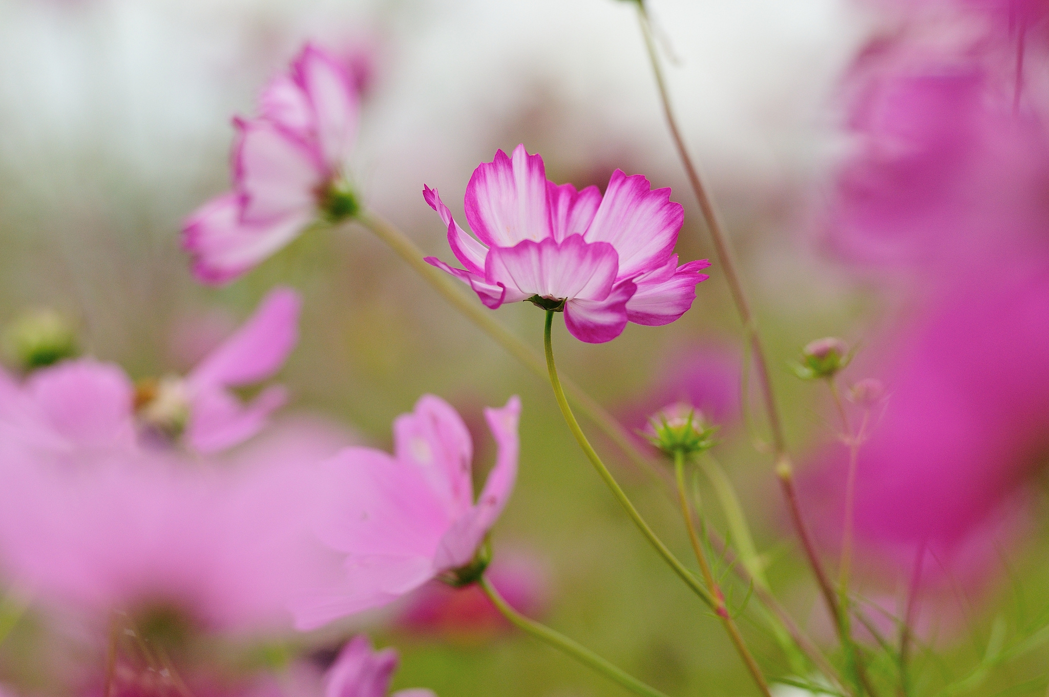 Обои цветы, поле, лепестки, луг, стебель, космея, flowers, field, petals, meadow, stem, kosmeya разрешение 2048x1360 Загрузить