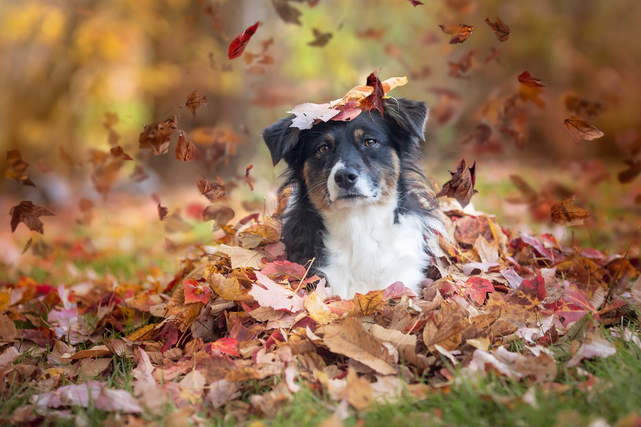 Leaf dog