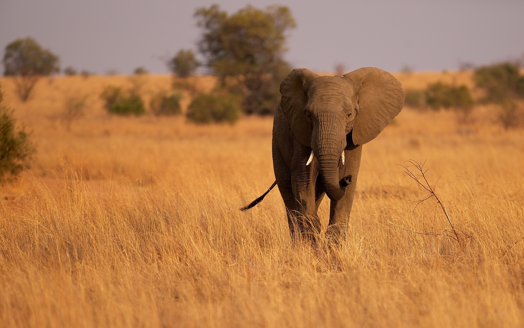 В какой природной зоне африки обитает слон. Саванный Африканский слон Африки. Слоны в саванне. Саванновый Африканский слон. 4. Африканский саванный слон.