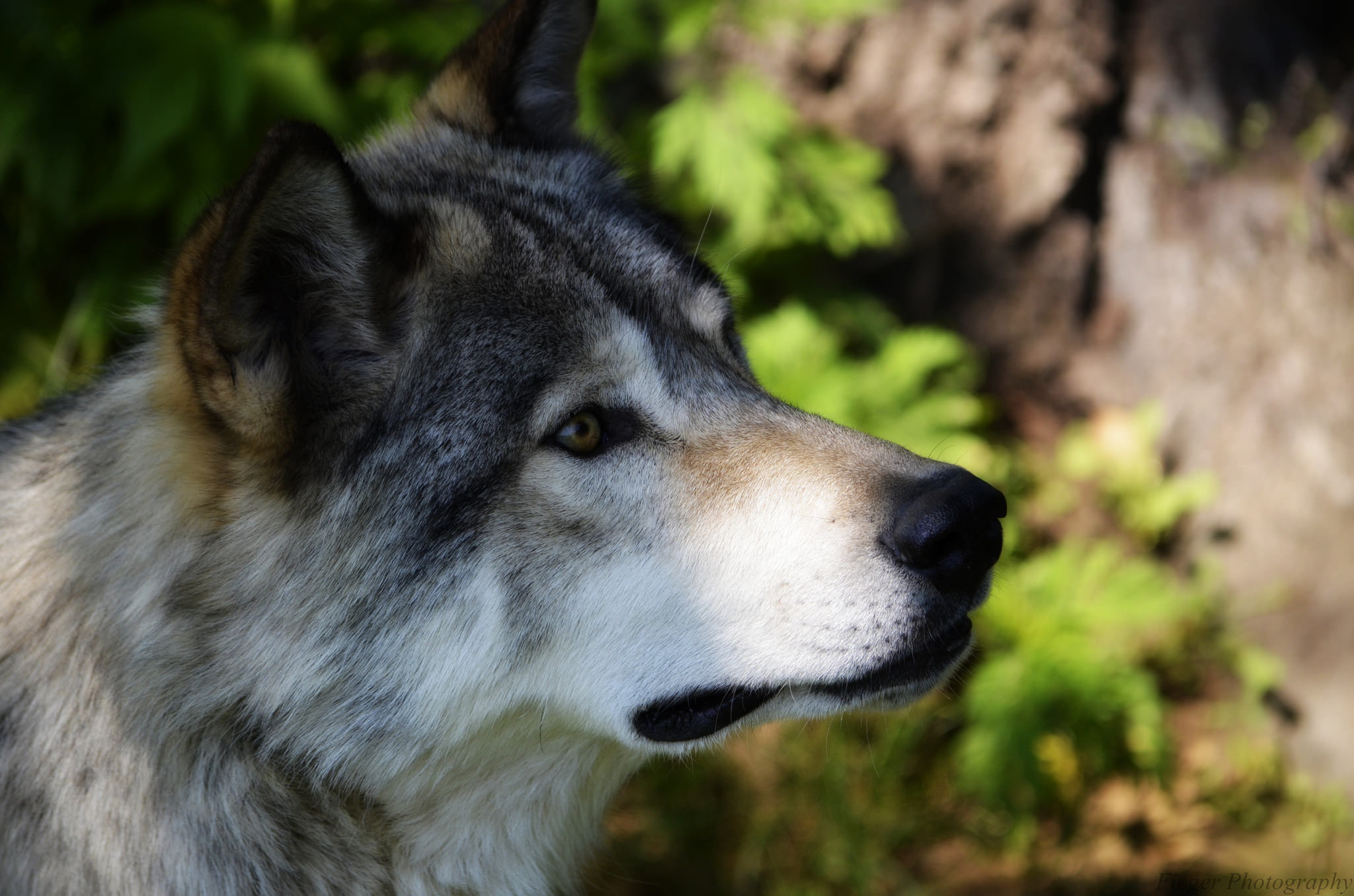 Обои морда, взгляд, хищник, животное, волк, face, look, predator, animal, wolf разрешение 2048x1356 Загрузить