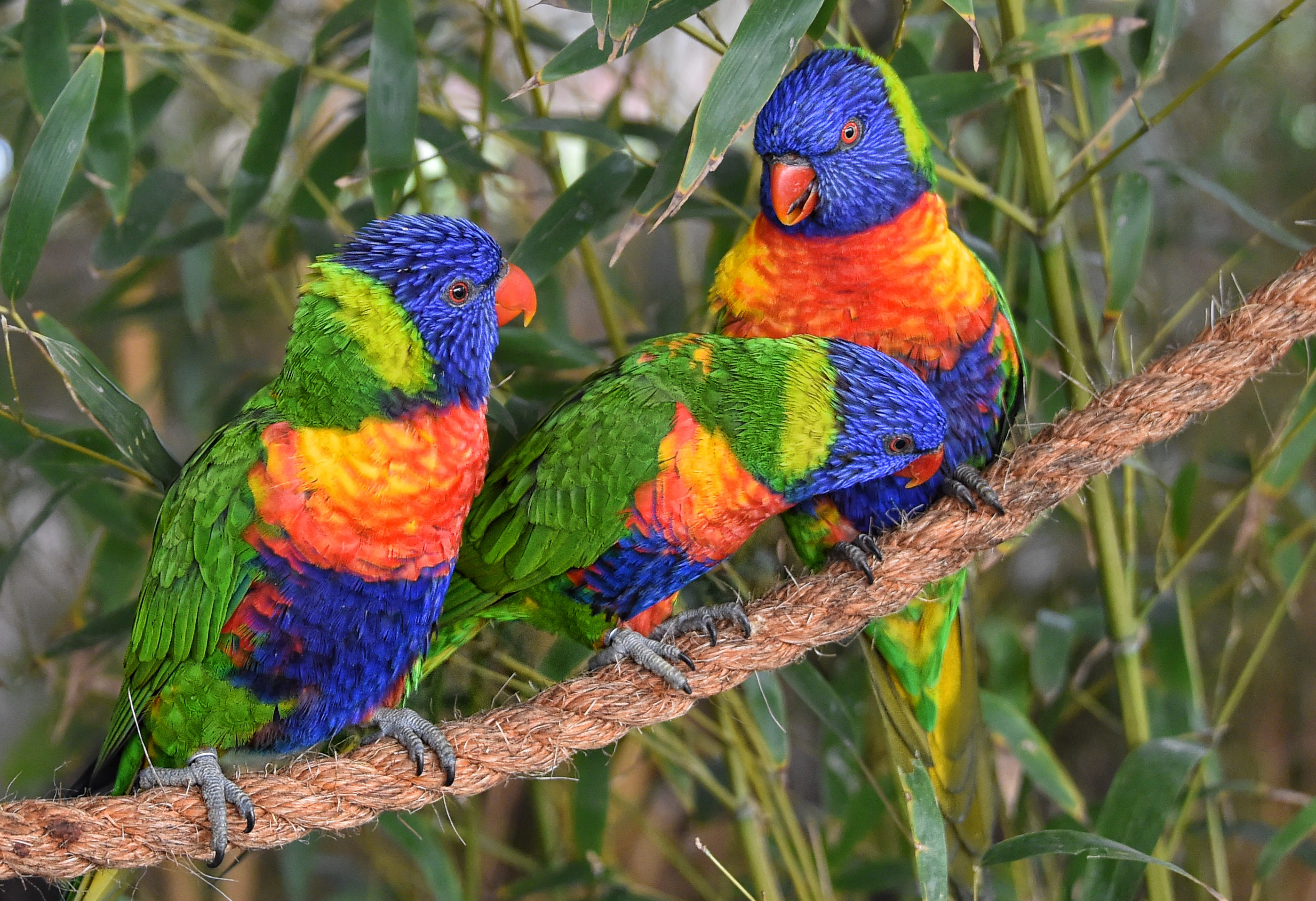 Большой цветной попугай. Попугай Радужный лорикет. Многоцветный лорикет попугай. Австралийский лорикет. Многоцветный лорикет (Trichoglossus haematodus).