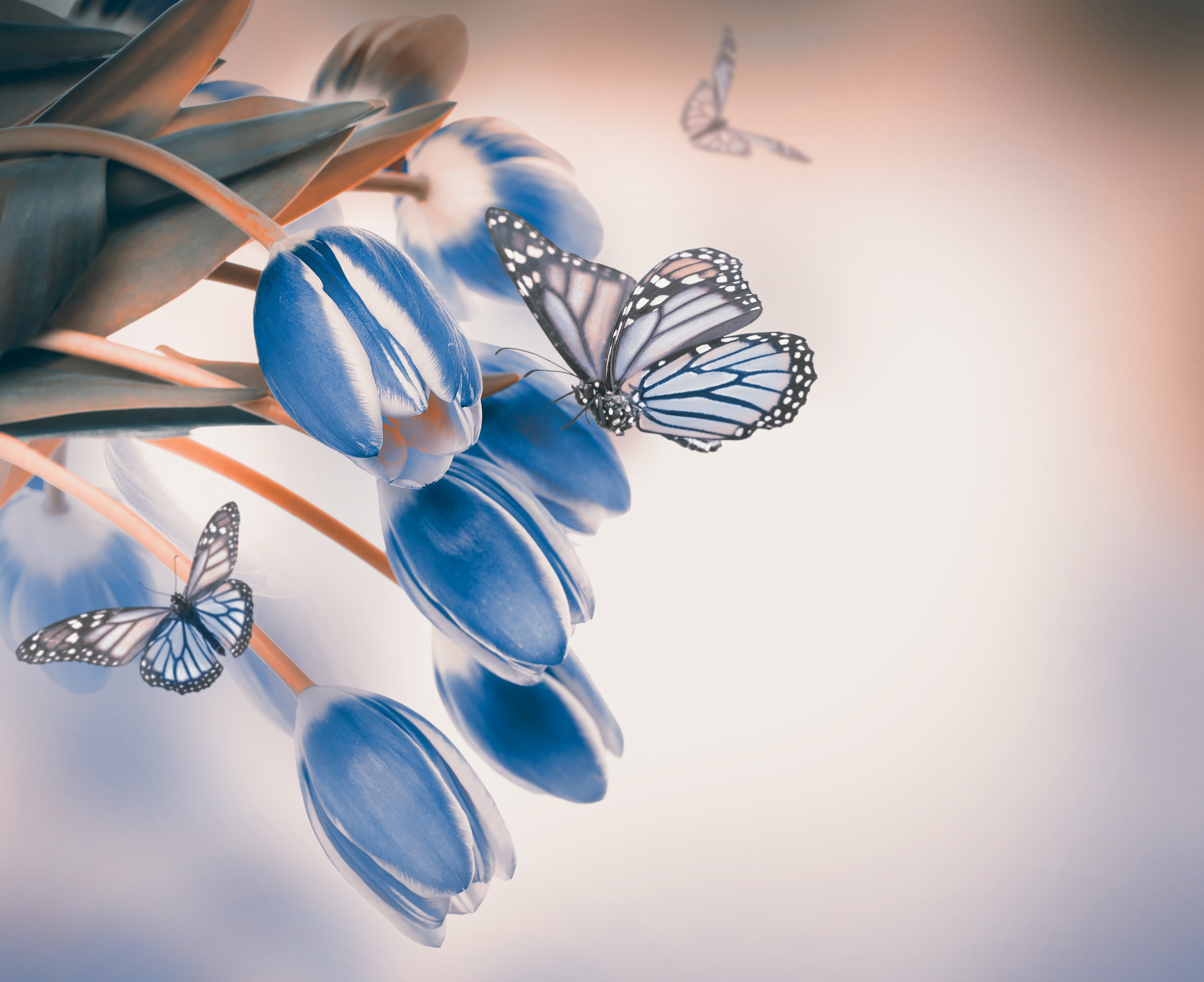 Голубые бабочки фон. Синие тюльпаны. Нежные голубые цветы. Голубая бабочка. Бабочки на голубом фоне.