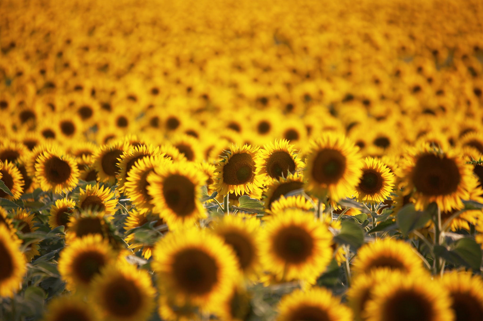 Обои цветы, поле, лето, подсолнухи, flowers, field, summer, sunflowers разрешение 2048x1361 Загрузить