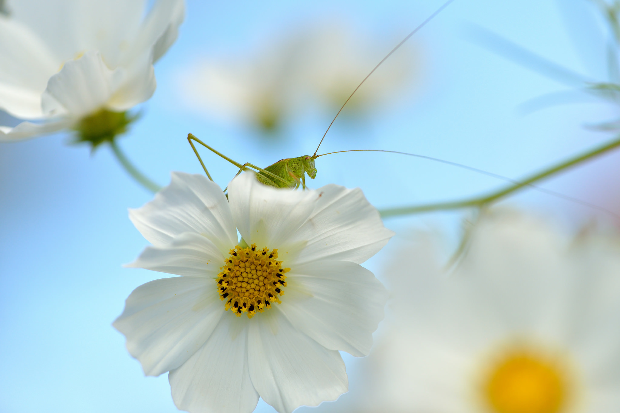 Обои природа, насекомое, цветок, кузнечик, nature, insect, flower, grasshopper разрешение 2048x1365 Загрузить