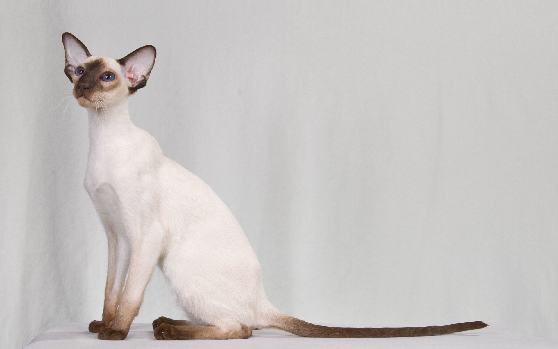 Окрас кошки породы ориентальная. Балинезийская кошка короткошерстная. Сиамский кот Ориентал. Сиамская Ориентальная кошка. Сиам Ориентал кошки.