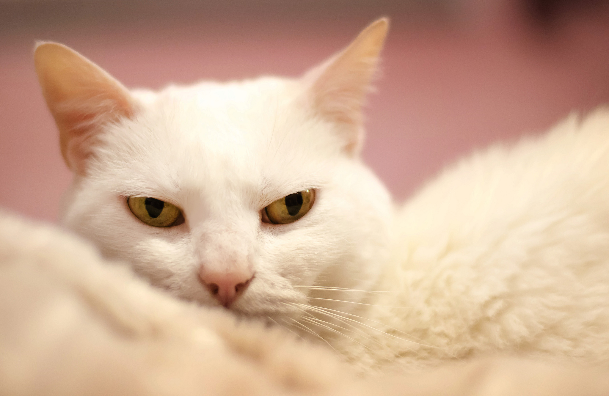 Музыка белая кошка. Белый котик. Кошка белая. Белая кошка с карими глазами. Белая кошка обои.