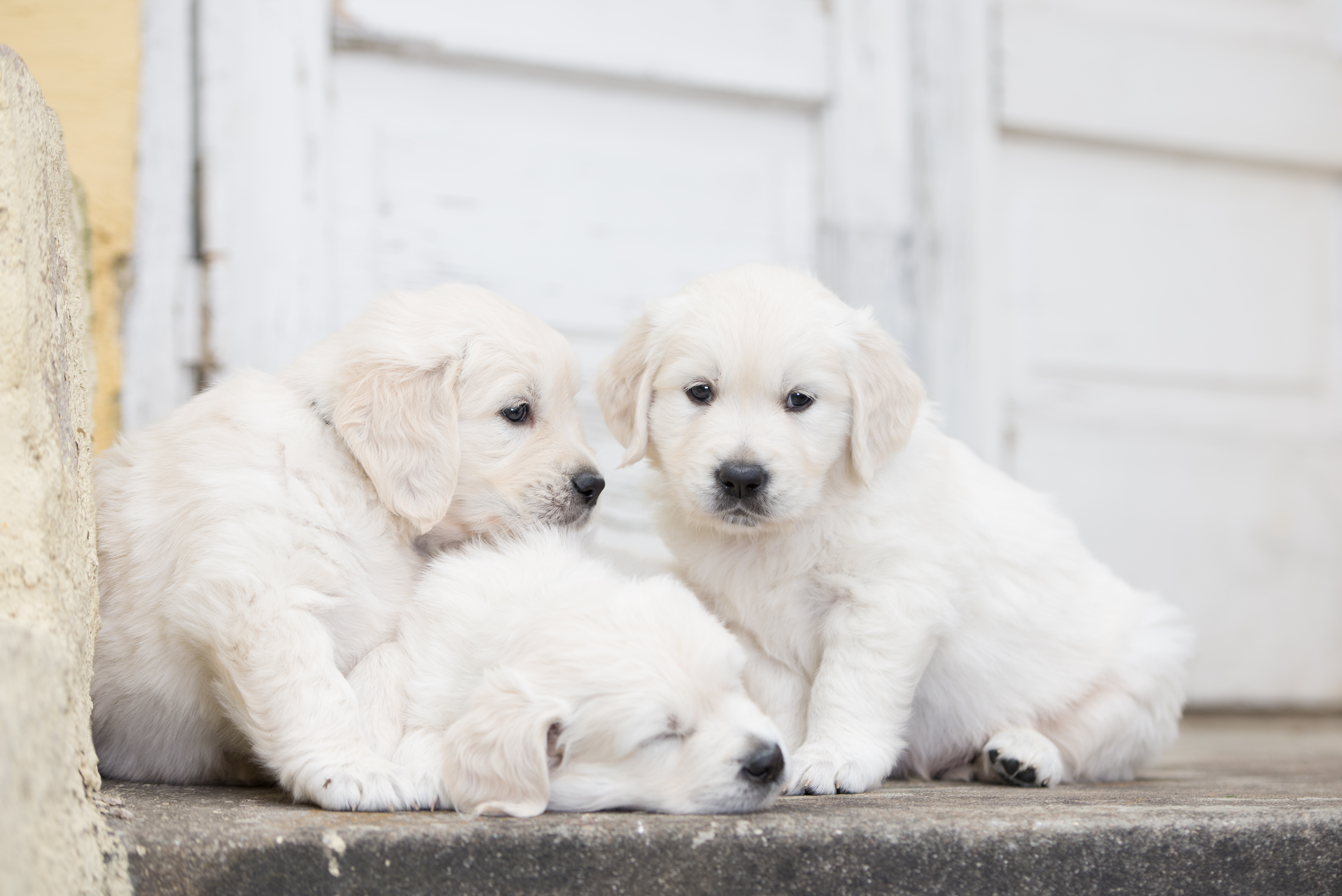 Трио собак. Голден ретривер щенки белые. Золотистый ретривер белый. Золотистый ретривер белый щенок. Голден ретривер кутята.