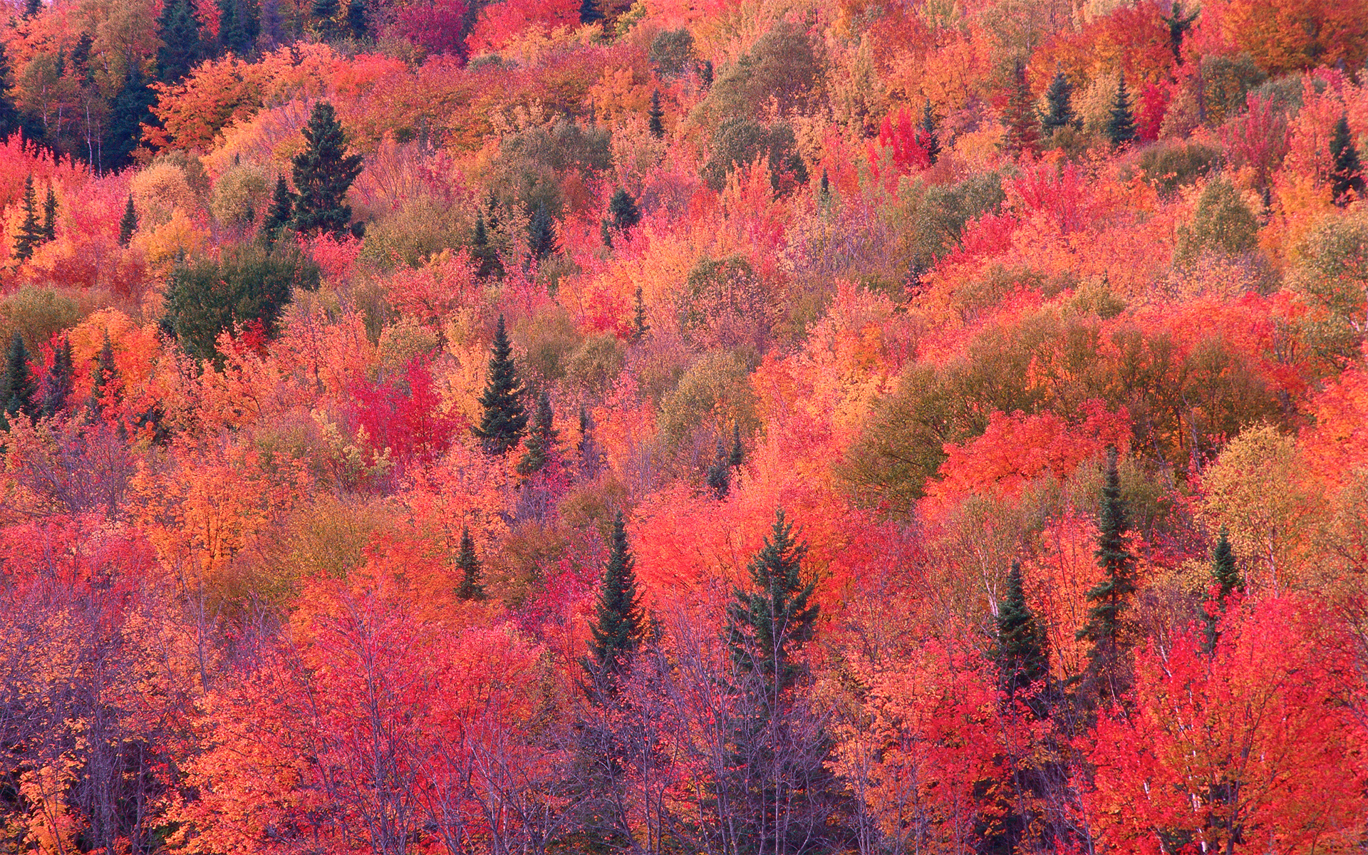 Обои деревья, лес, склон, осень, багрянец, trees, forest, slope, autumn, the crimson разрешение 1920x1200 Загрузить
