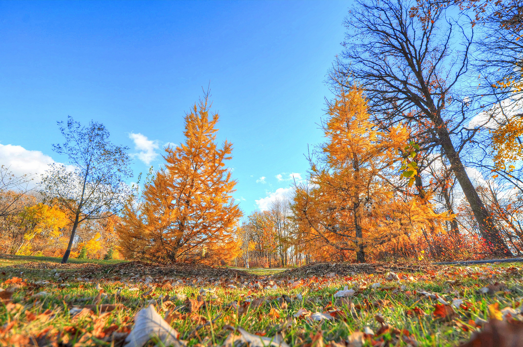 Обои небо, трава, деревья, листья, осень, the sky, grass, trees, leaves, autumn разрешение 2048x1360 Загрузить