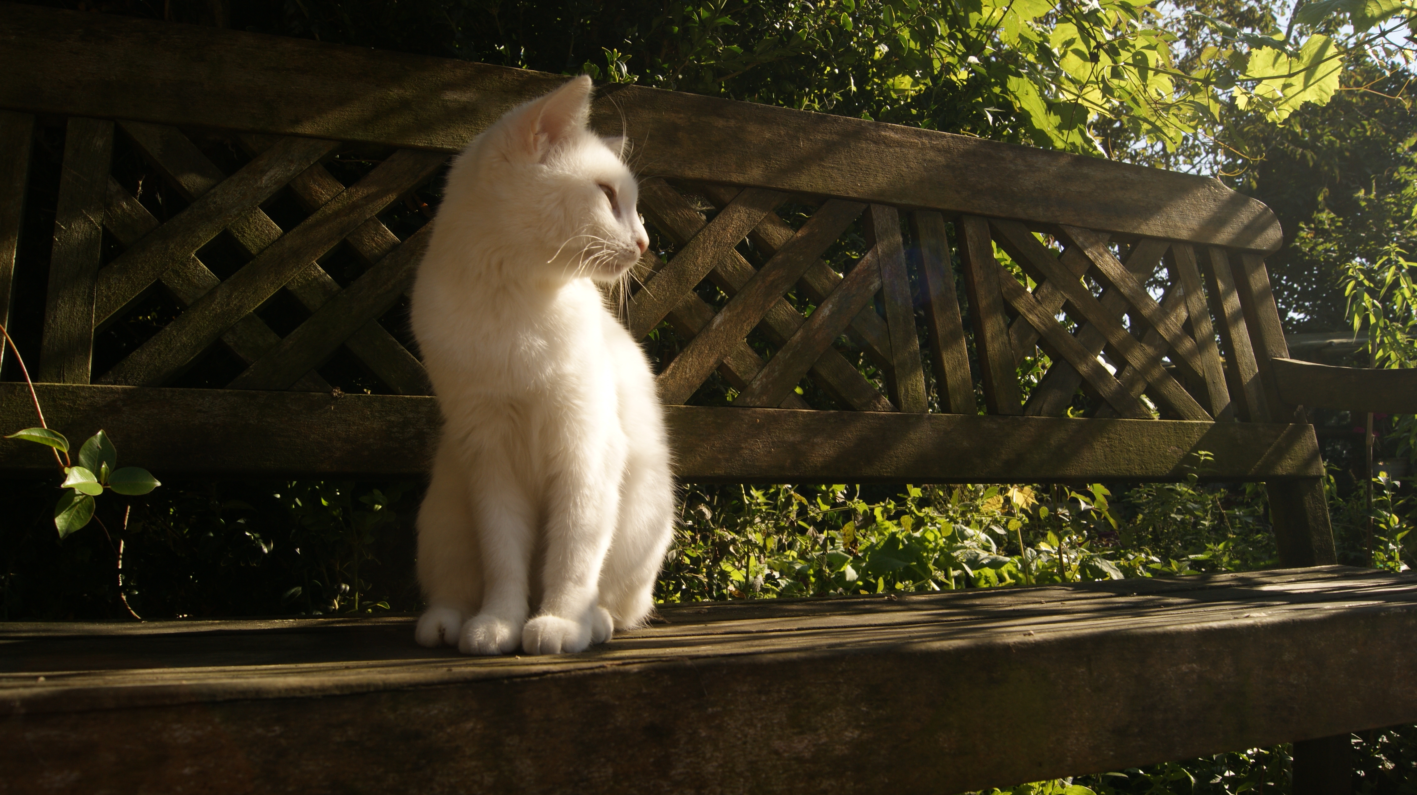 Обои свет, лучи, кошка, сидит, скамейка, белая, light, rays, cat, sitting, bench, white разрешение 4592x2576 Загрузить