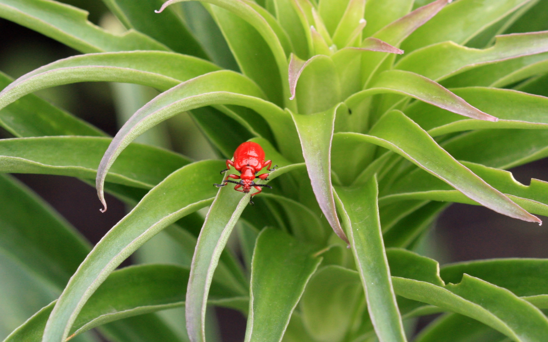 Обои зелёный, жук, красный, лист, растение, green, beetle, red, sheet, plant разрешение 1920x1200 Загрузить