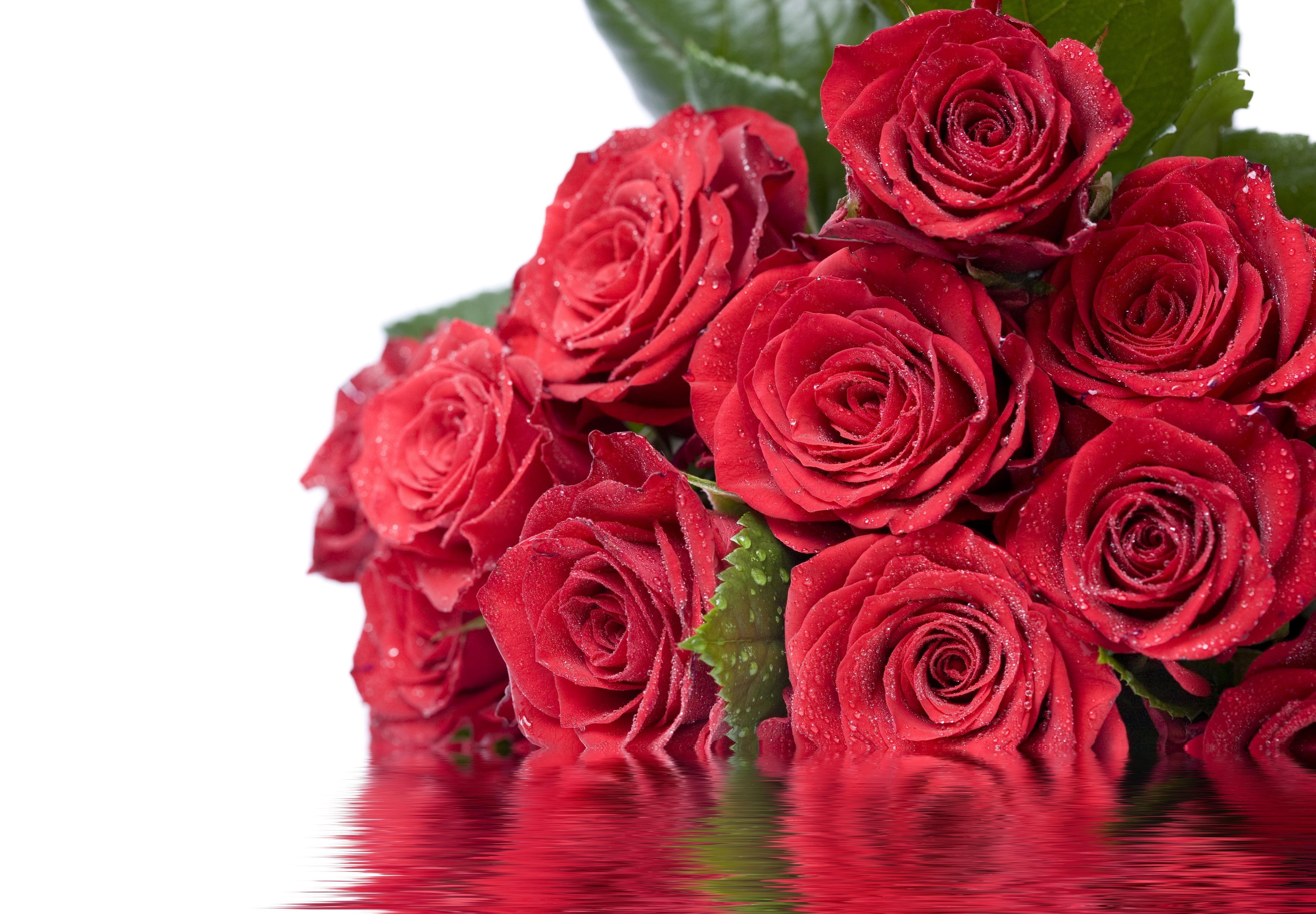 Обои цветы, вода, листья, отражение, капли, розы, красные, flowers, water, leaves, reflection, drops, roses, red разрешение 4368x3034 Загрузить