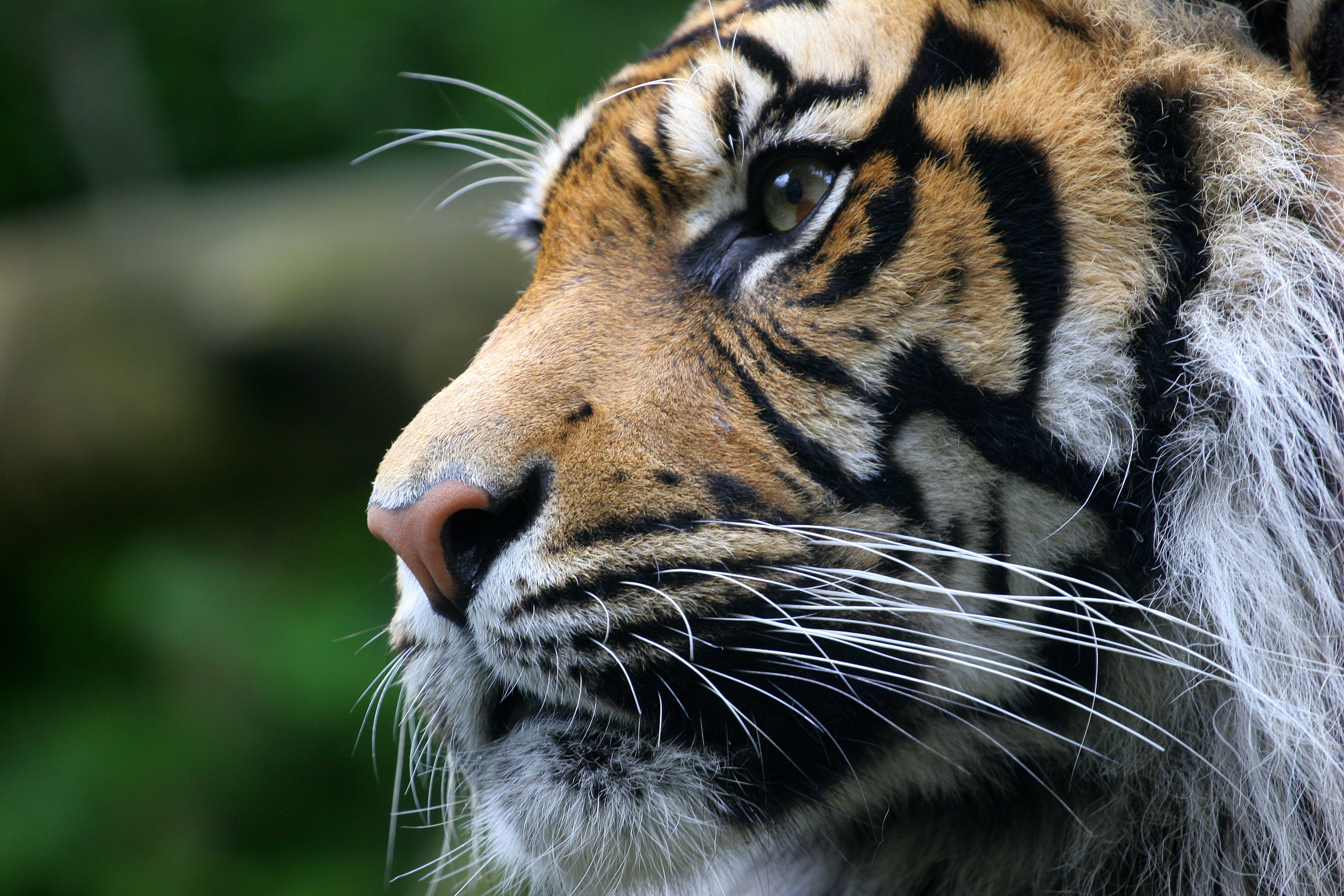 Обои тигр, морда, взгляд, хищник, животное, tiger, face, look, predator, animal разрешение 3504x2336 Загрузить