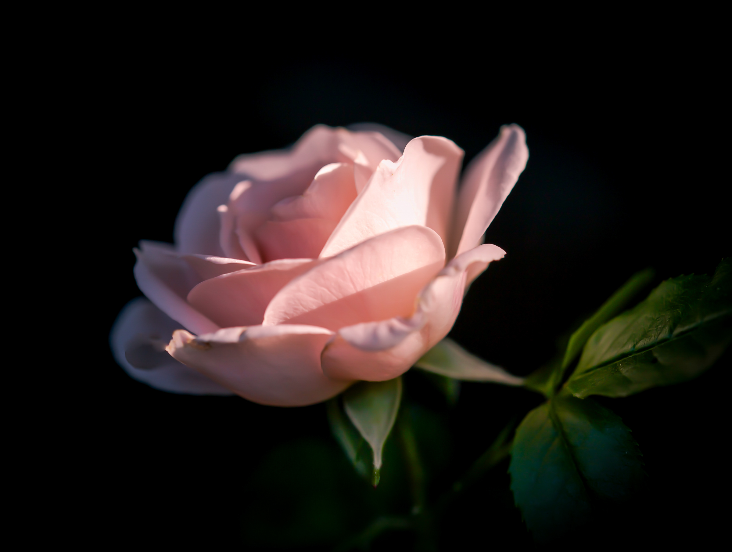 Обои фон, цветок, роза, лепестки, черный фон, background, flower, rose, petals, black background разрешение 2400x1809 Загрузить